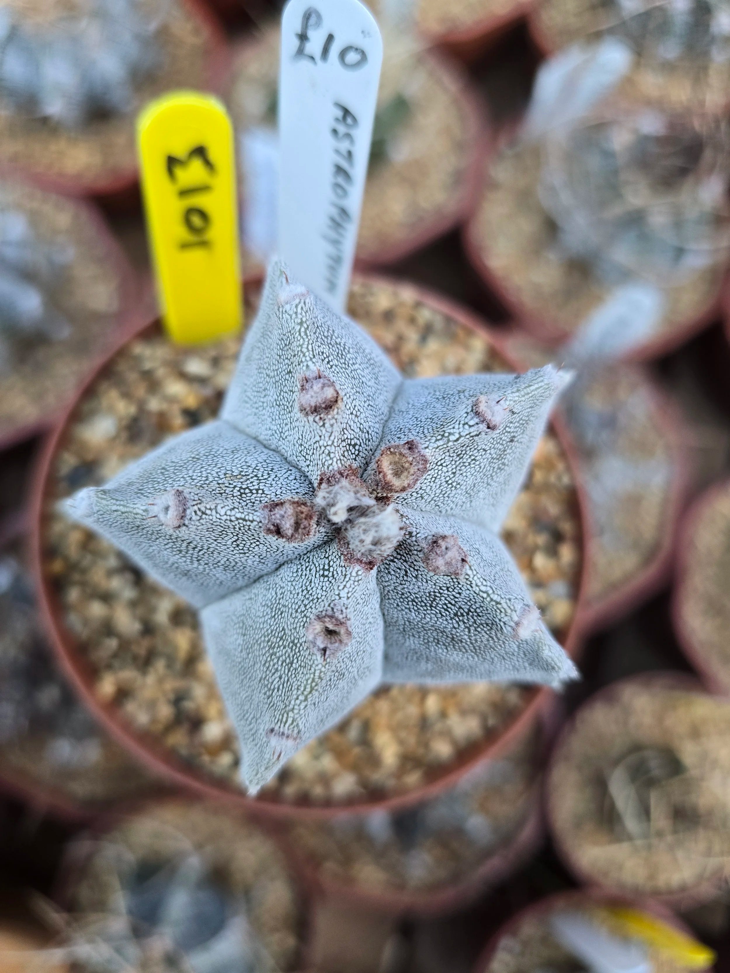 ASTROPHYTUM MYRIOSTIGMA BISHOPS MITRE