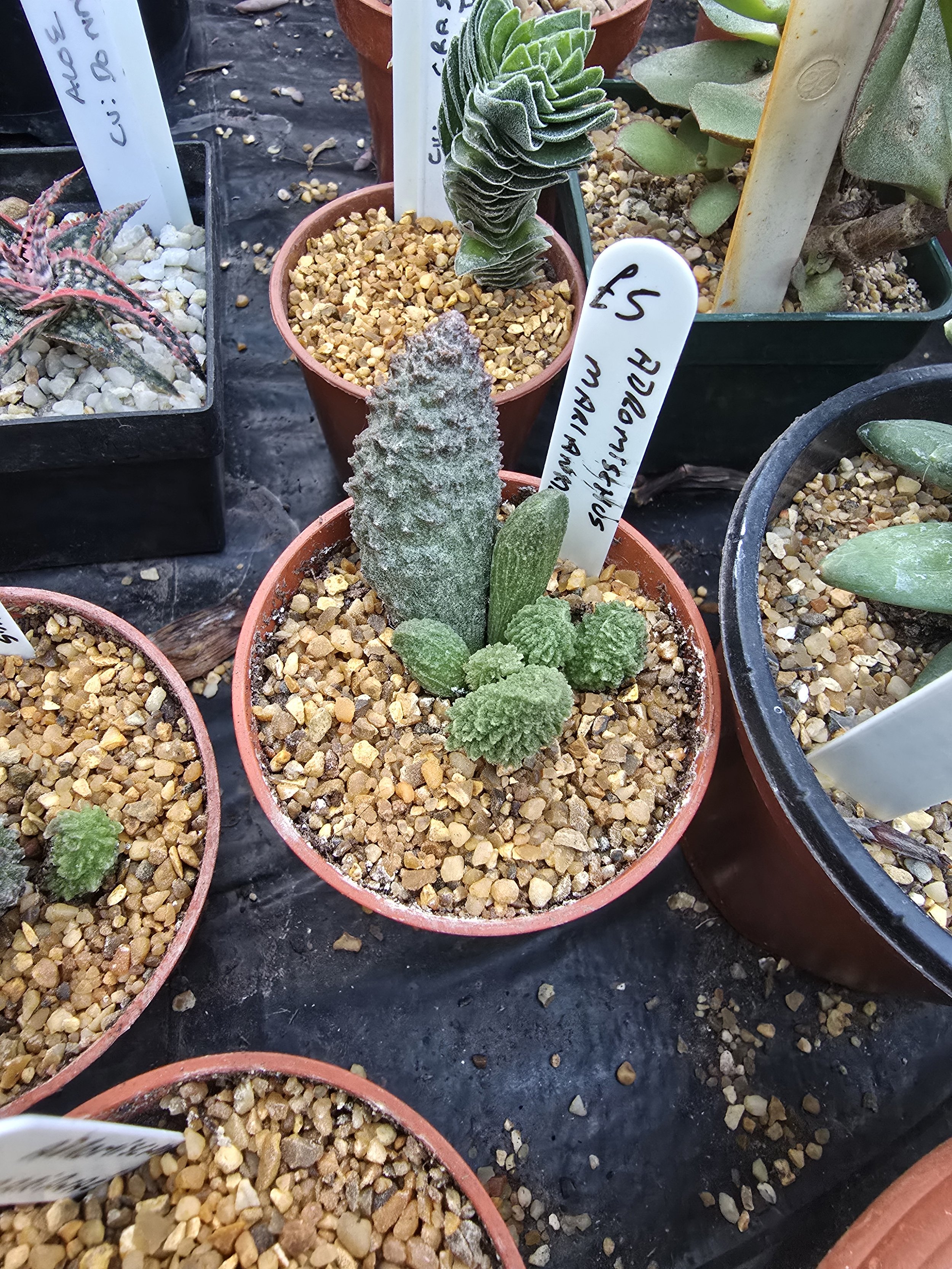 Adromischus Marianiae