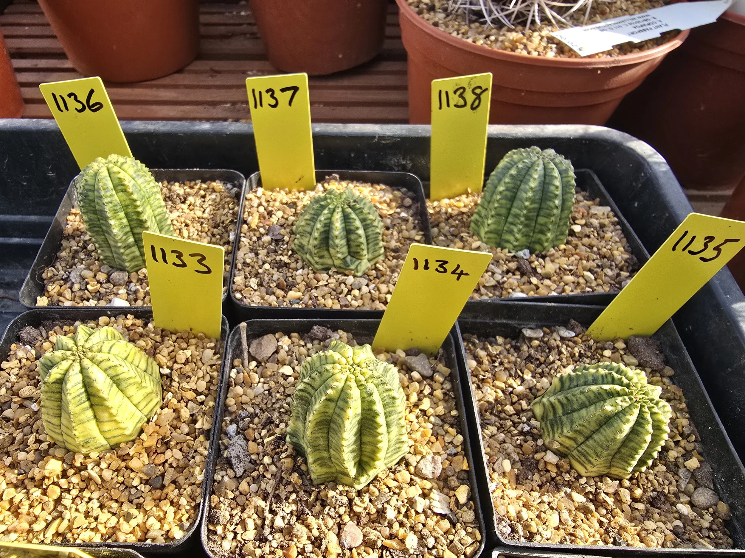Euphorbia Obesa variegated 3-4cm