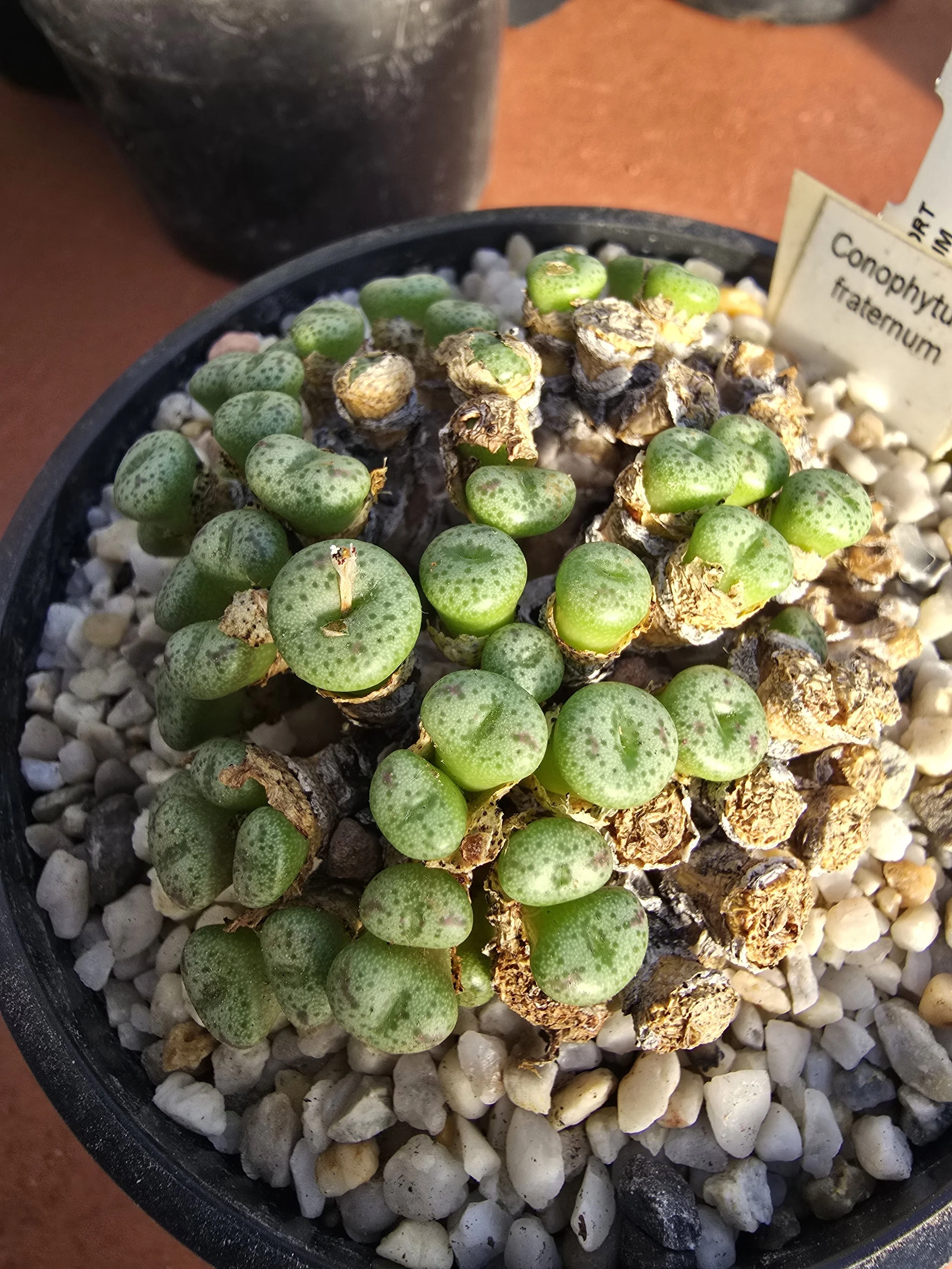 CONOPHYTUM FRATERNUM