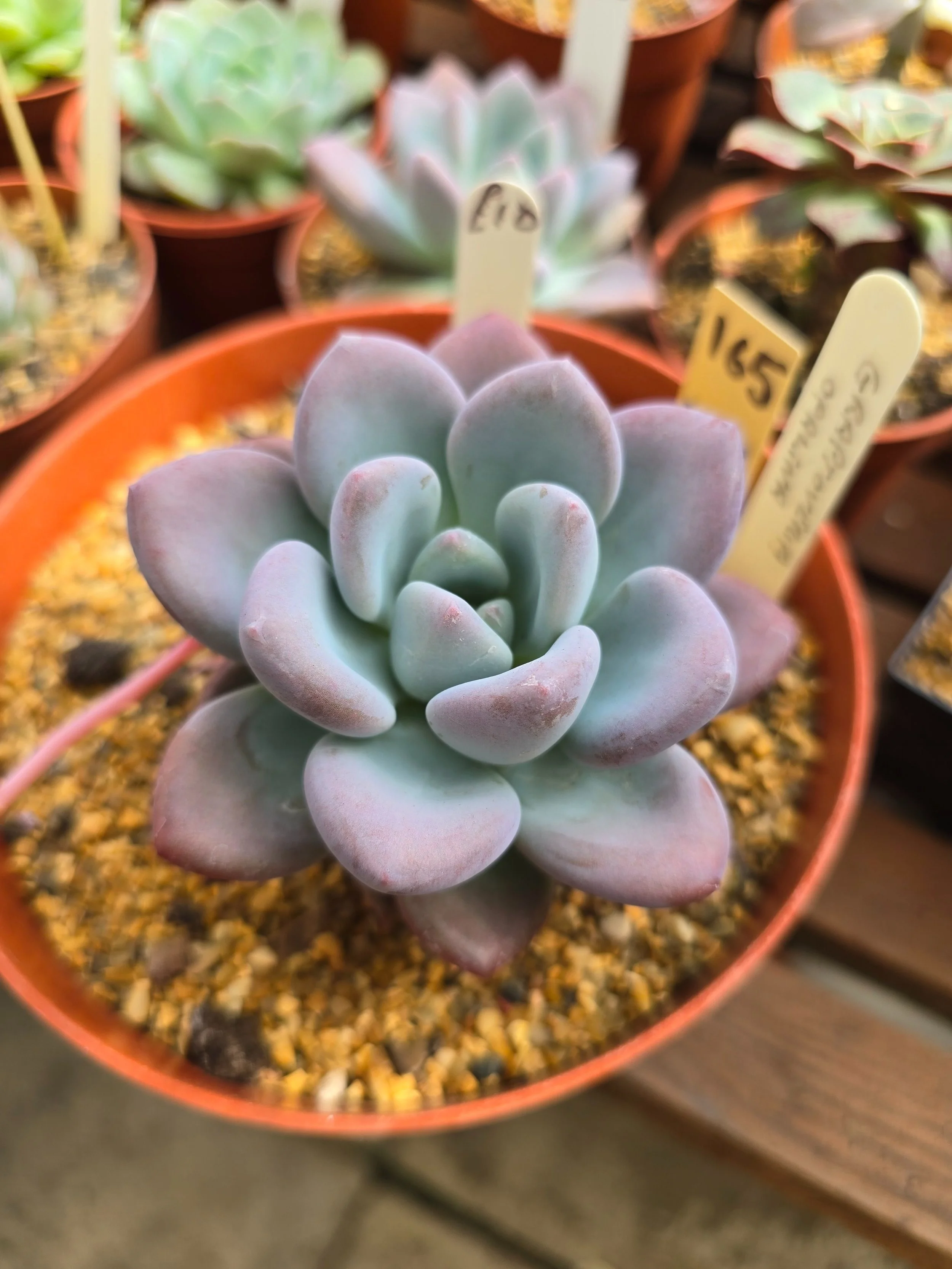Graptoveria Opalina