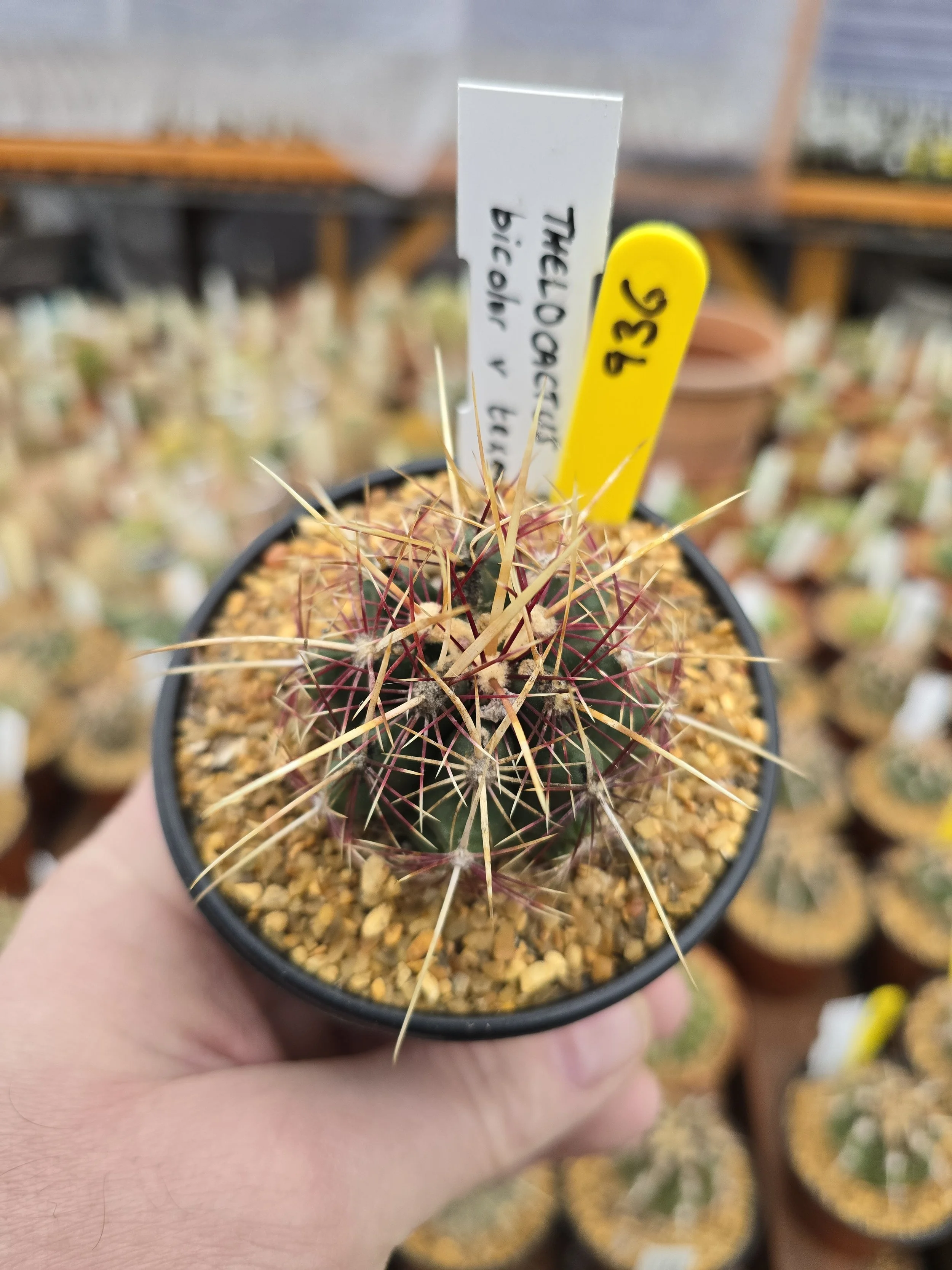 THELOCACTUS BICOLOUR V TEXENIS