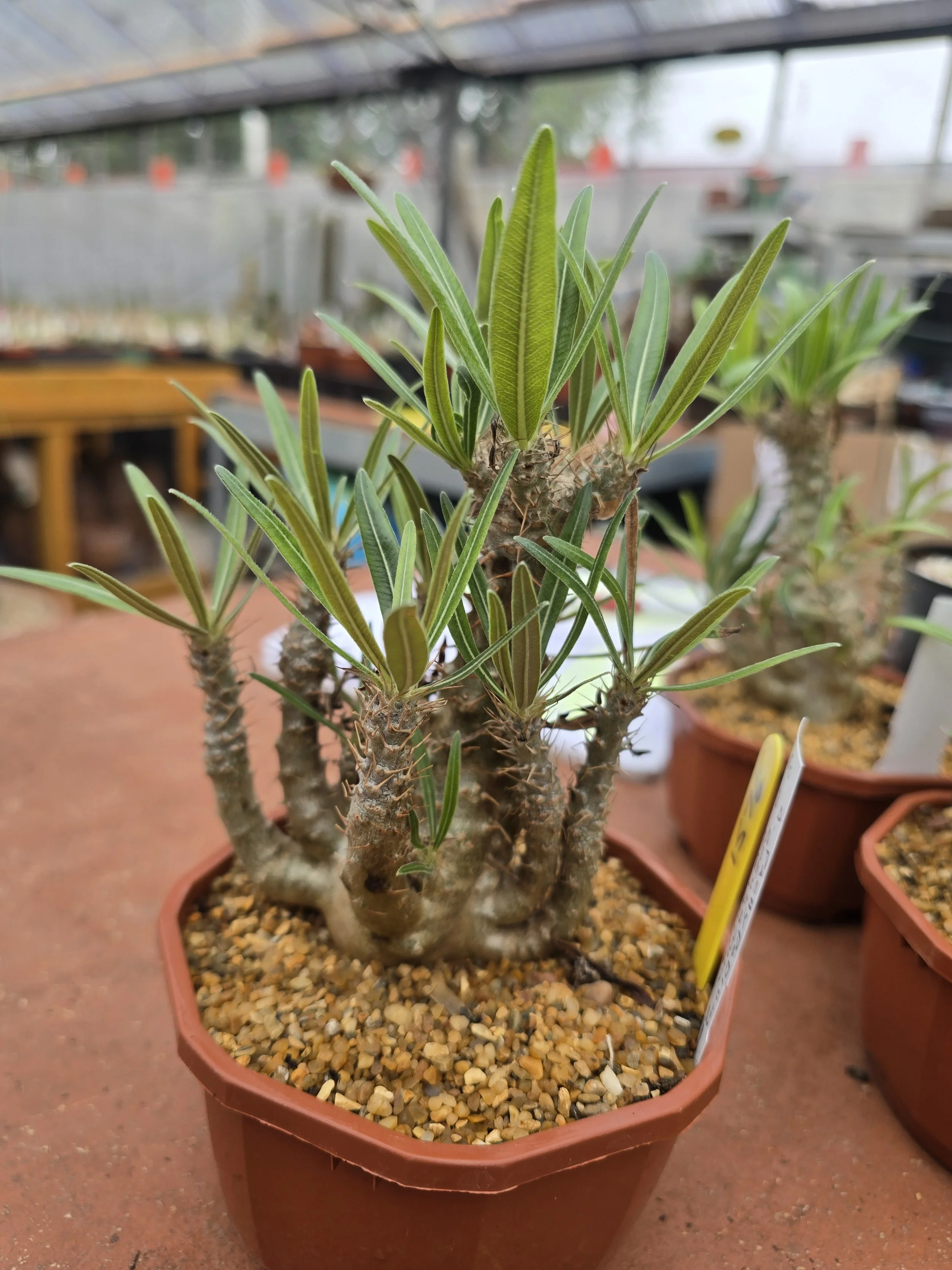 PACHYPODIUM ROSULATUM CRACILIS