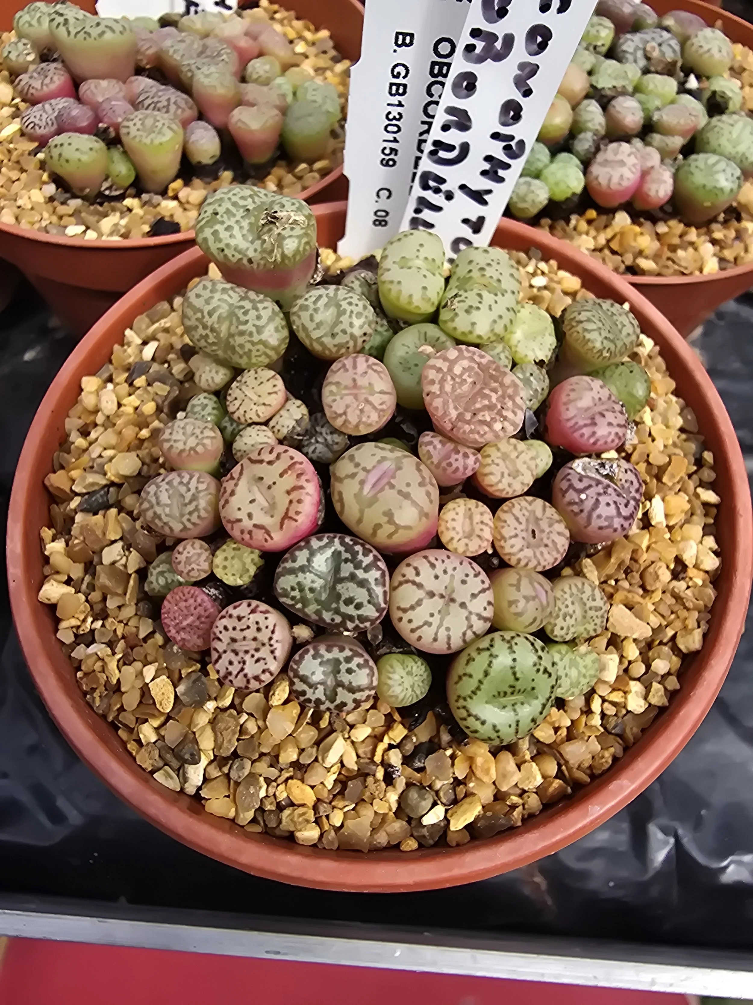 Conophytum obcordellum