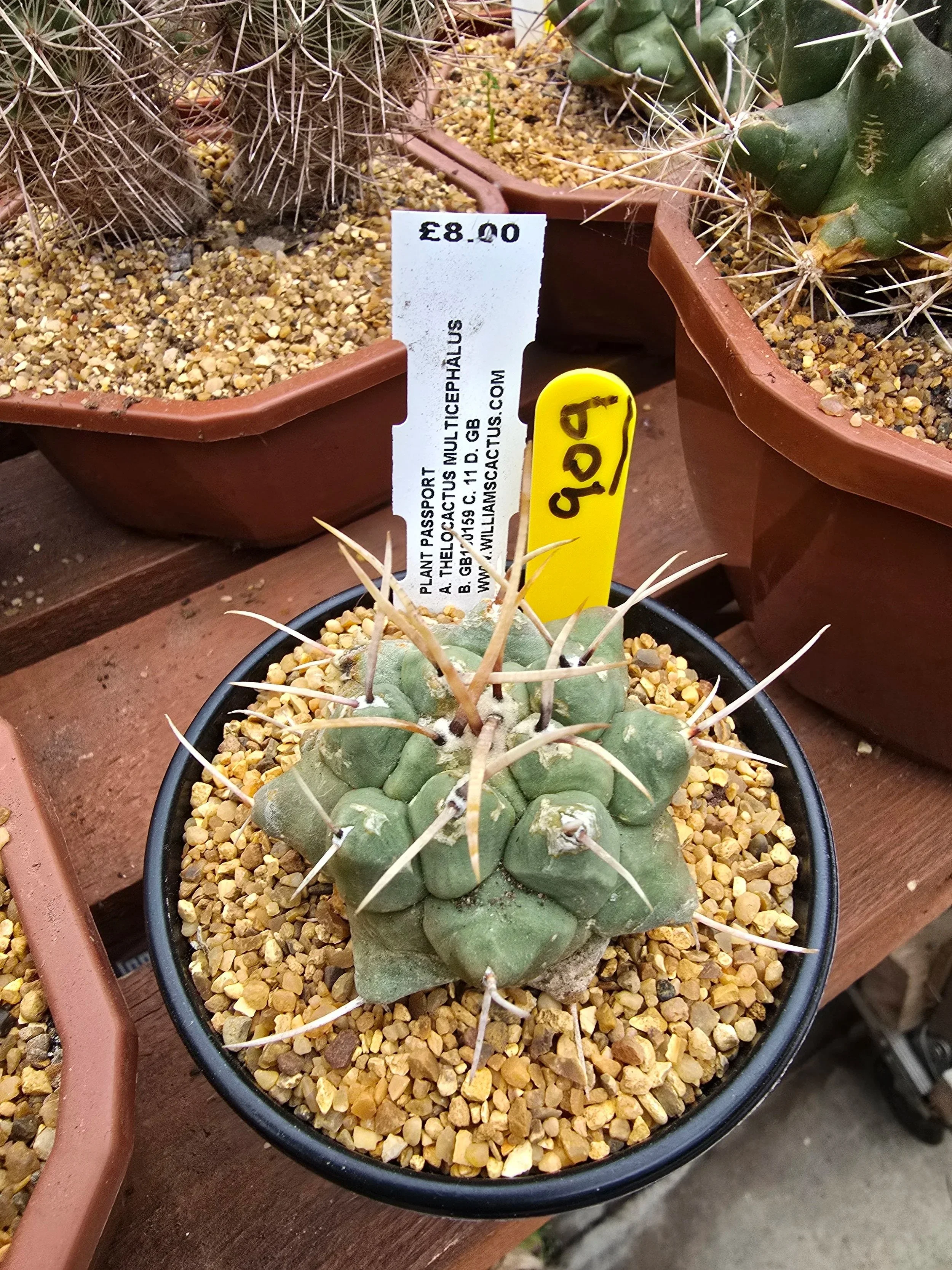 THELOCACTUS MULTICEPHALUS