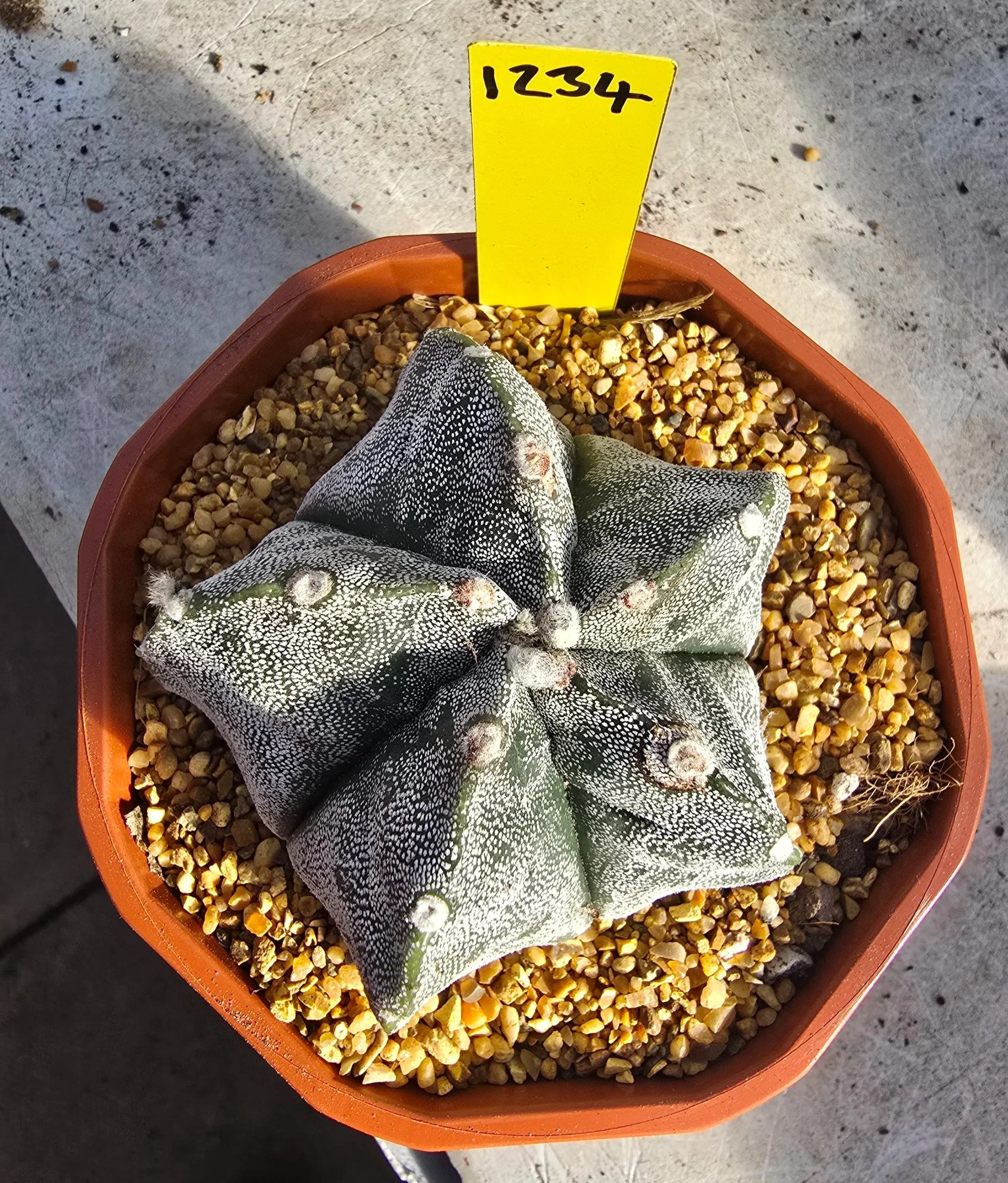 Astrophytum