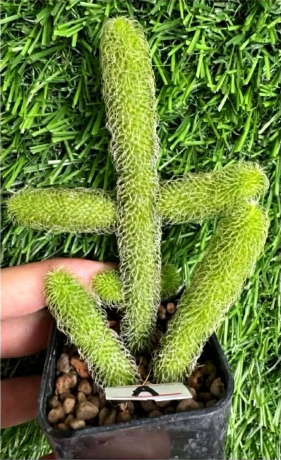 STAPELIANTHUS+PILOSUS.png