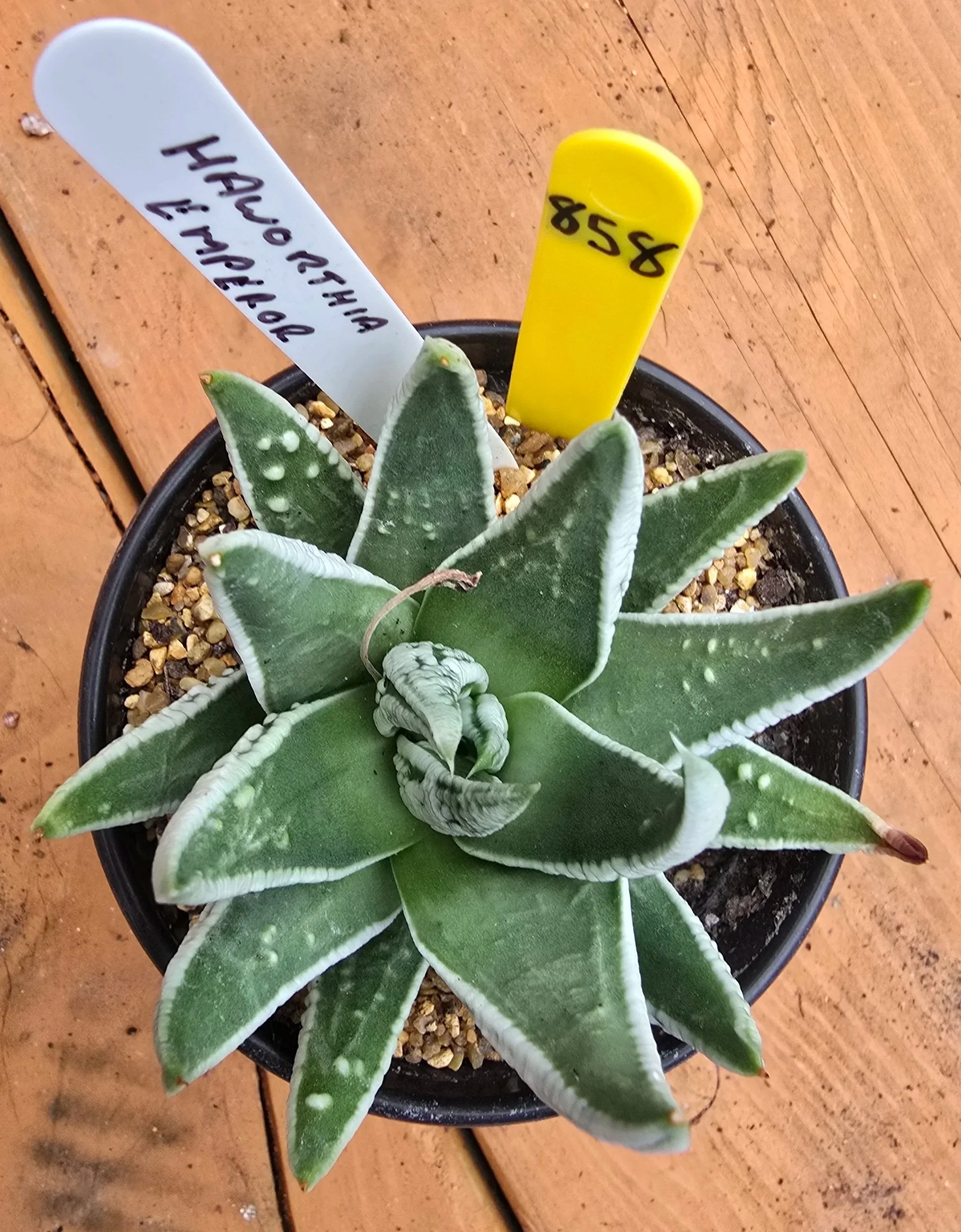 HAWORTHIA EMPEROR