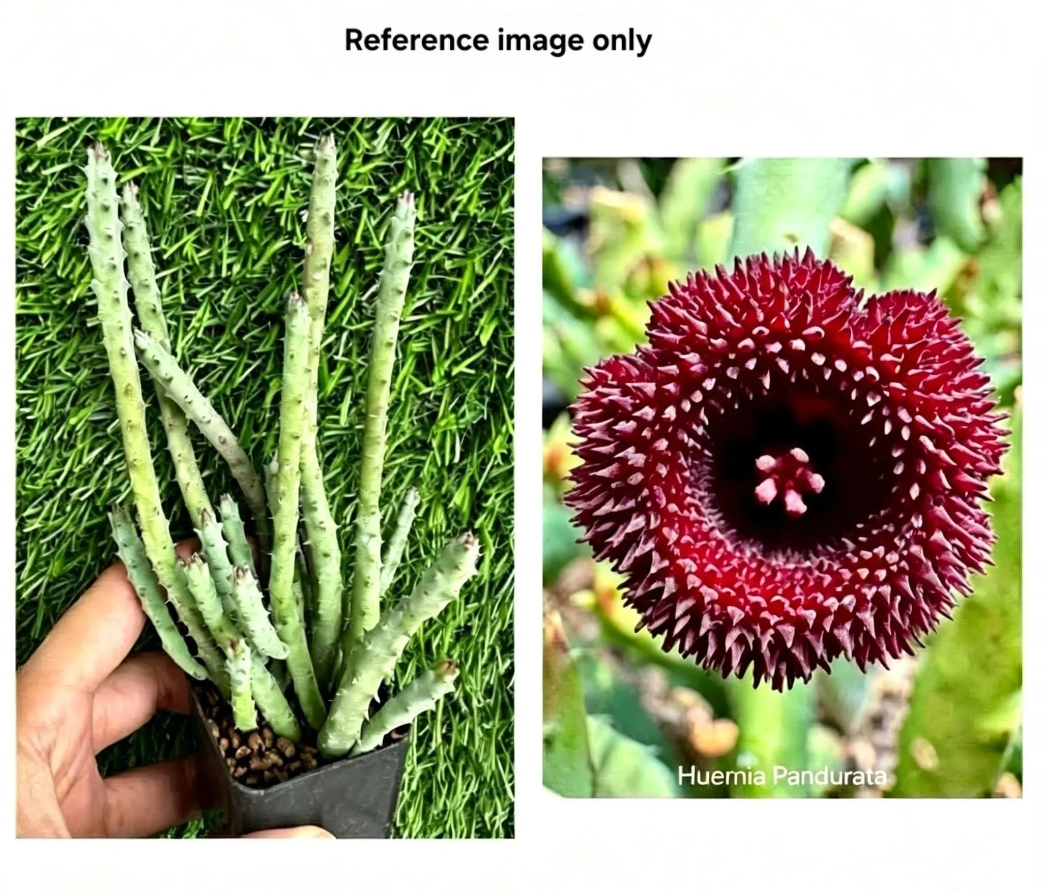 HUERNIA+PANDURATE.jpg