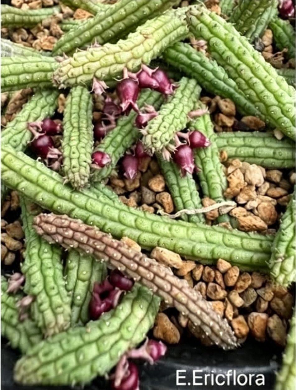 ECHIDNOPSIS ERICFLORA