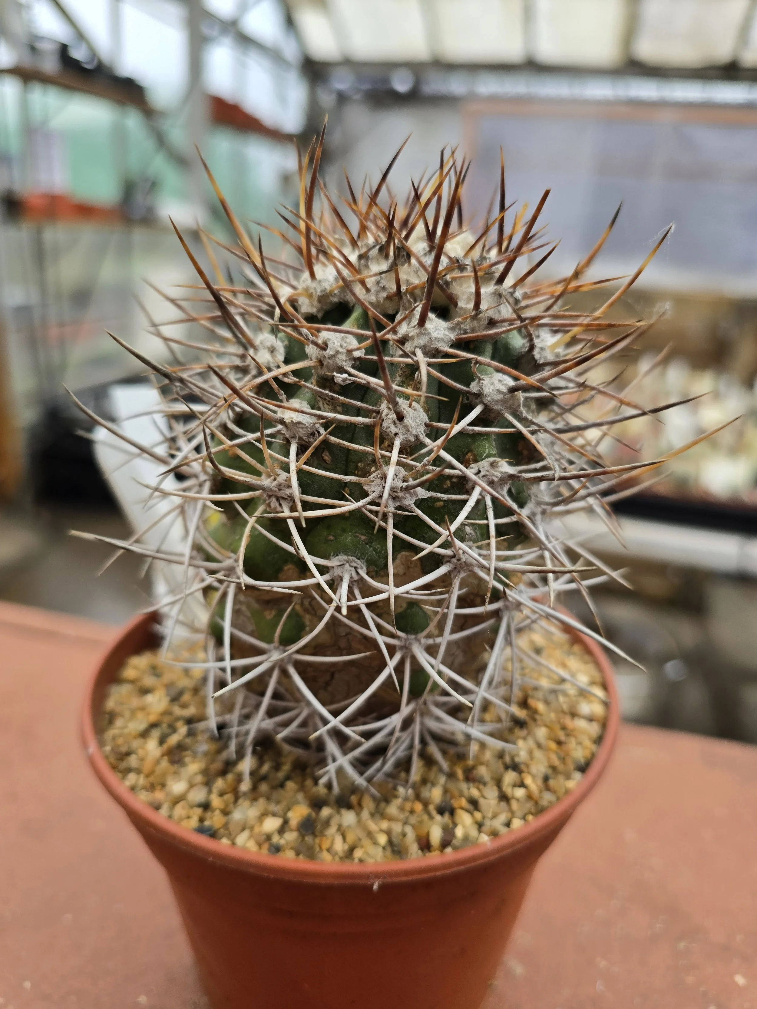 COPIAPOA