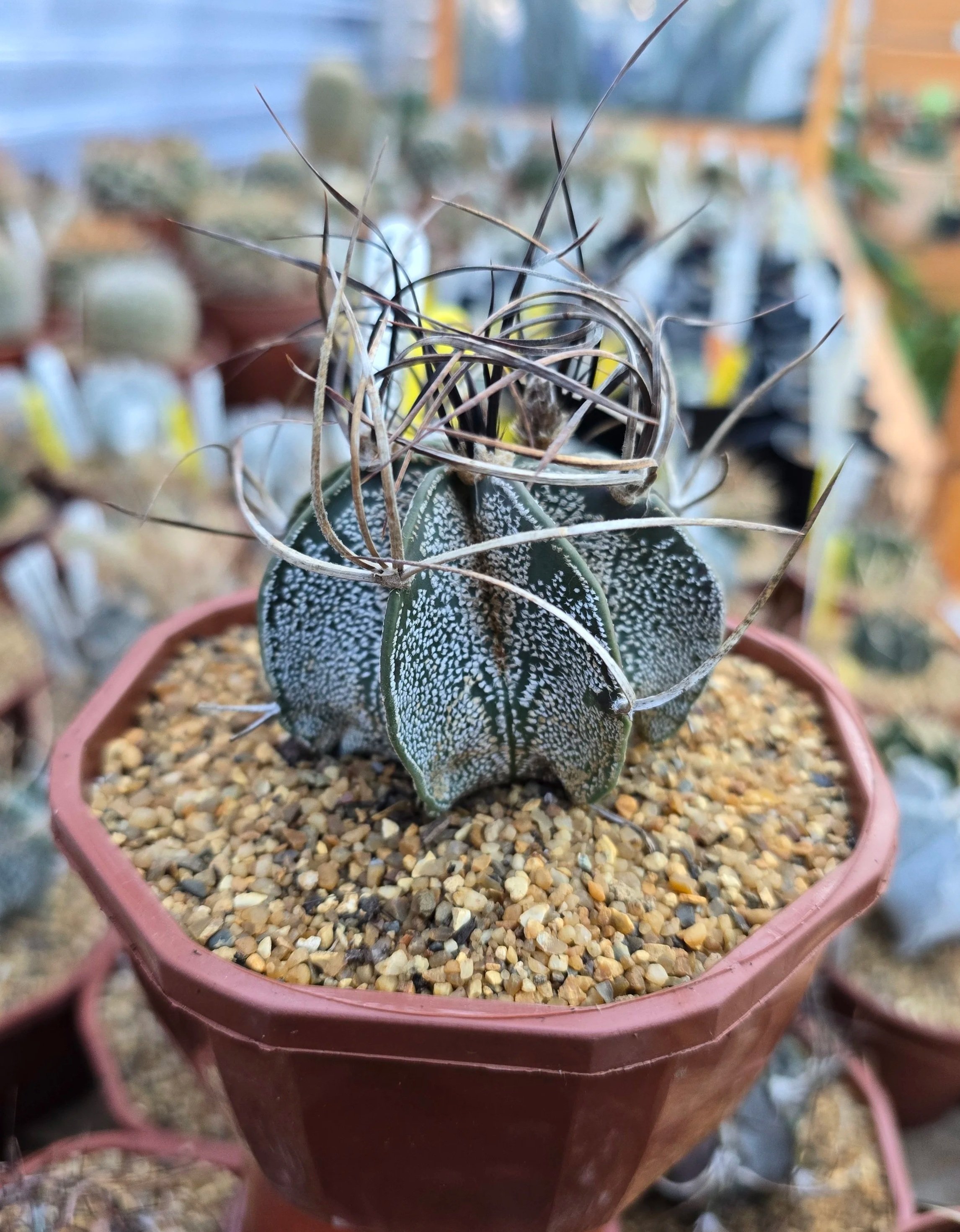 ASTROPHYTUM