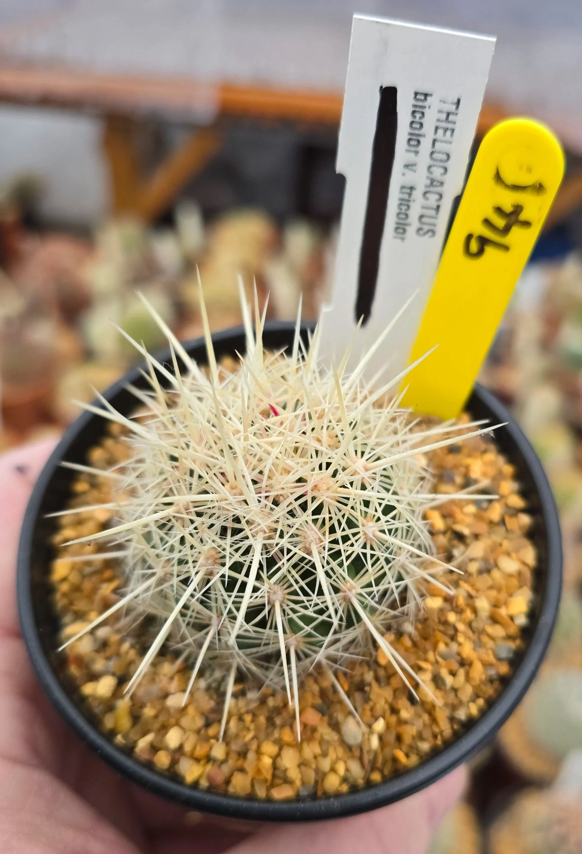 THELOCACTUS BICOLOUR V TRICOLOUR