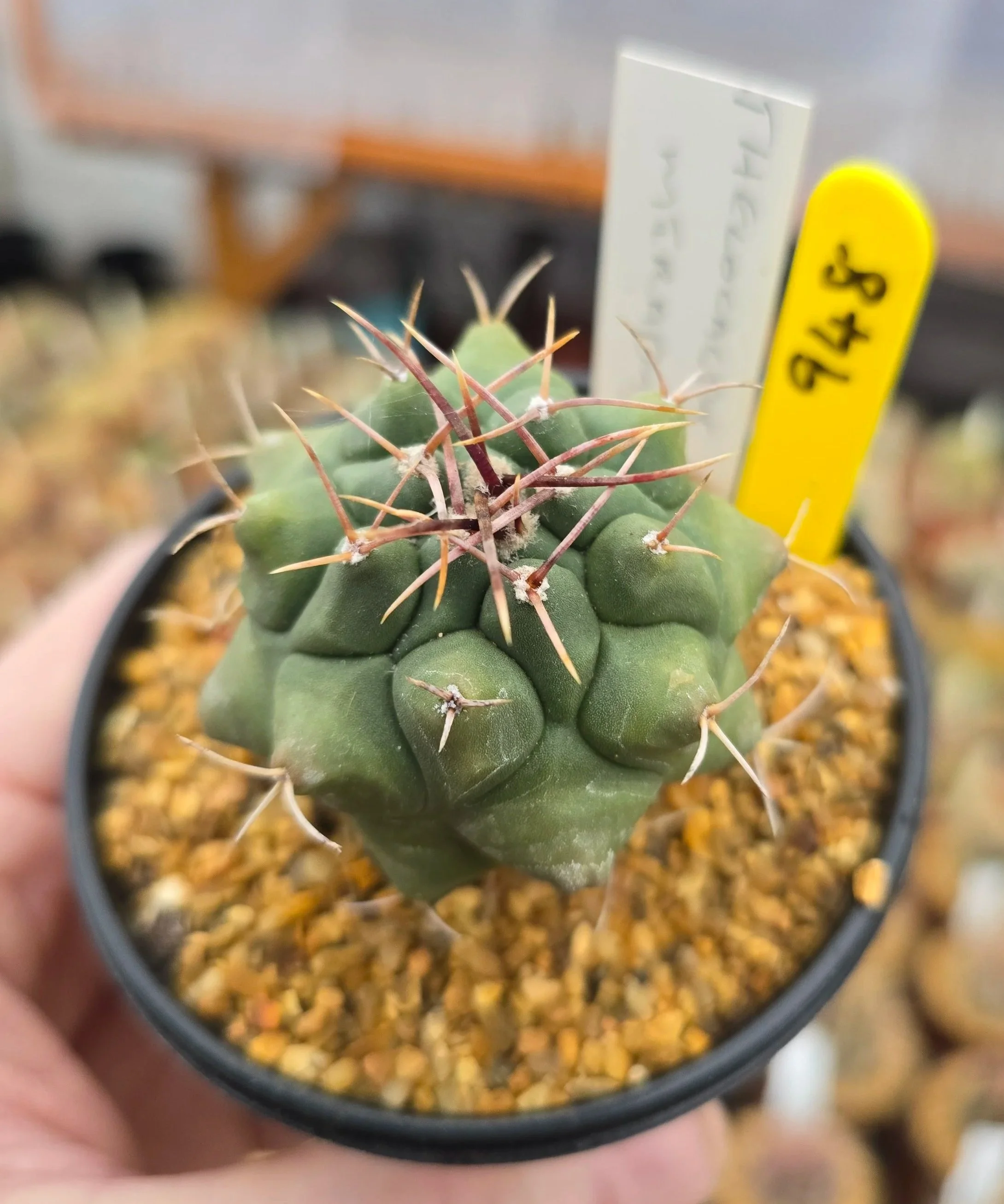 948+THELOCACTUS+MIRANDUS.jpg