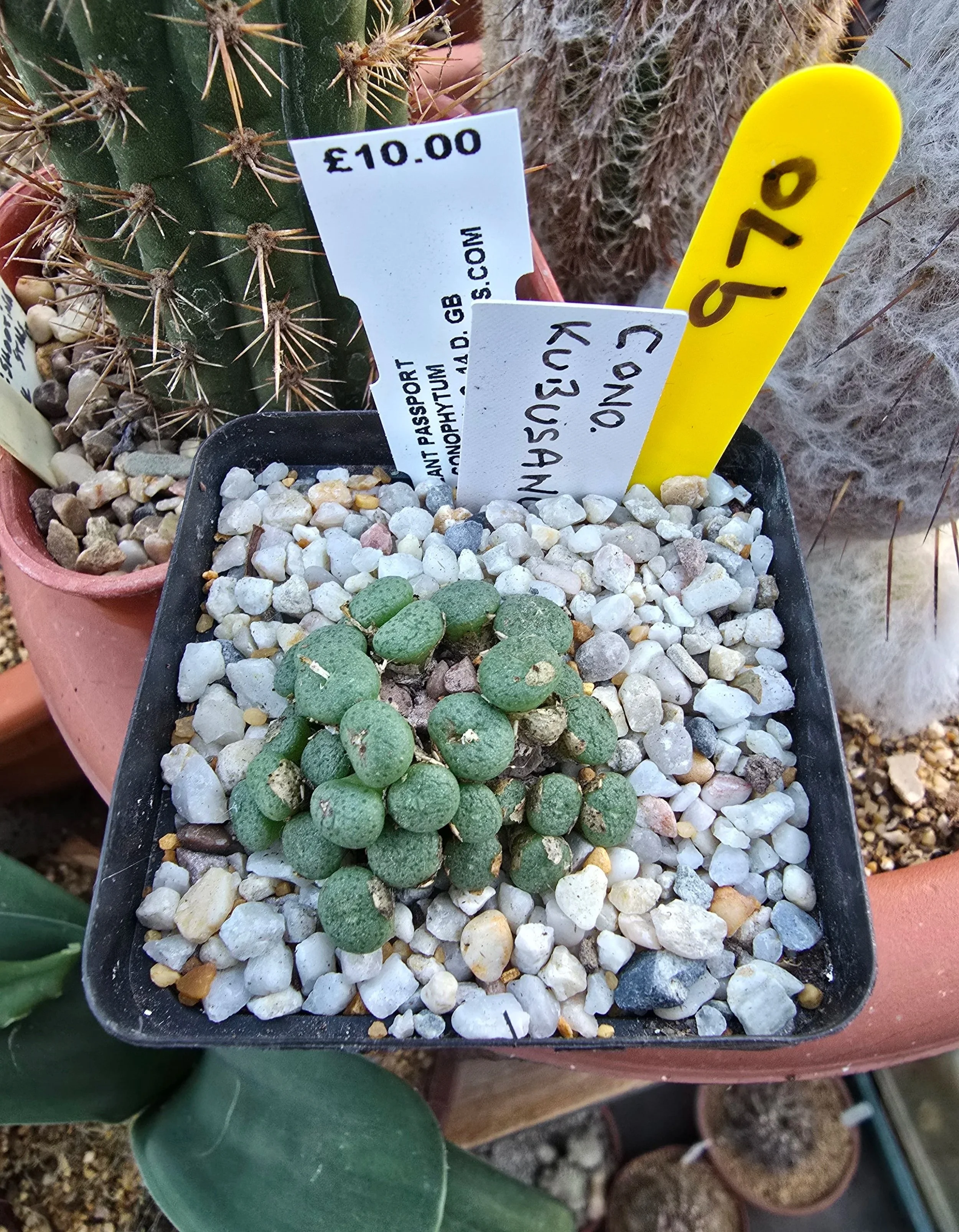 Conophytum kubusanum (Khubus)