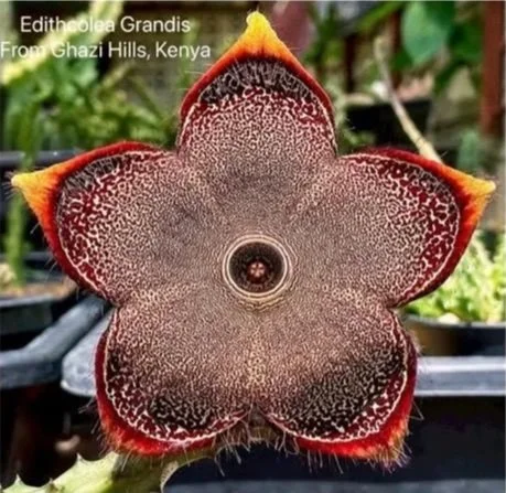 EDITHCOLEA+GRANDIS+FROM+GHAZI+HILLS+KENYA.jpg