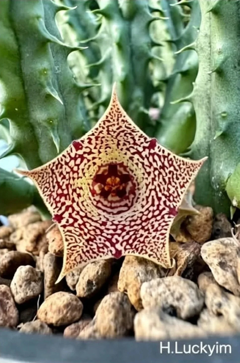 HUERNIA LUCKYIM
