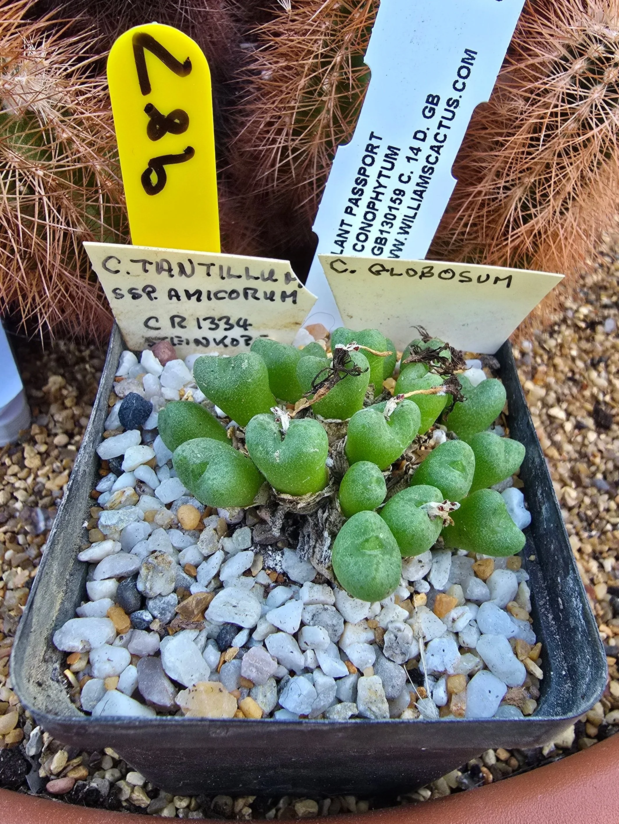 CONOPHYTUM TANTILLUM SSP AMICORUM CR 1334 STEINKOPE (C.GLOBOSUM)