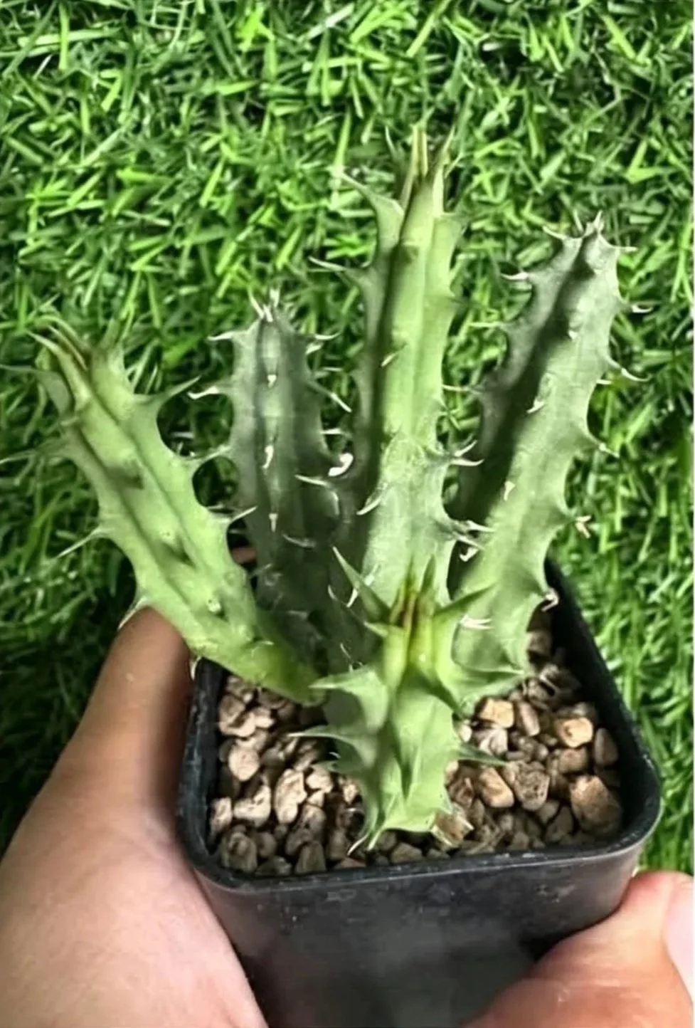 HUERNIA+LUCKYIM.jpg