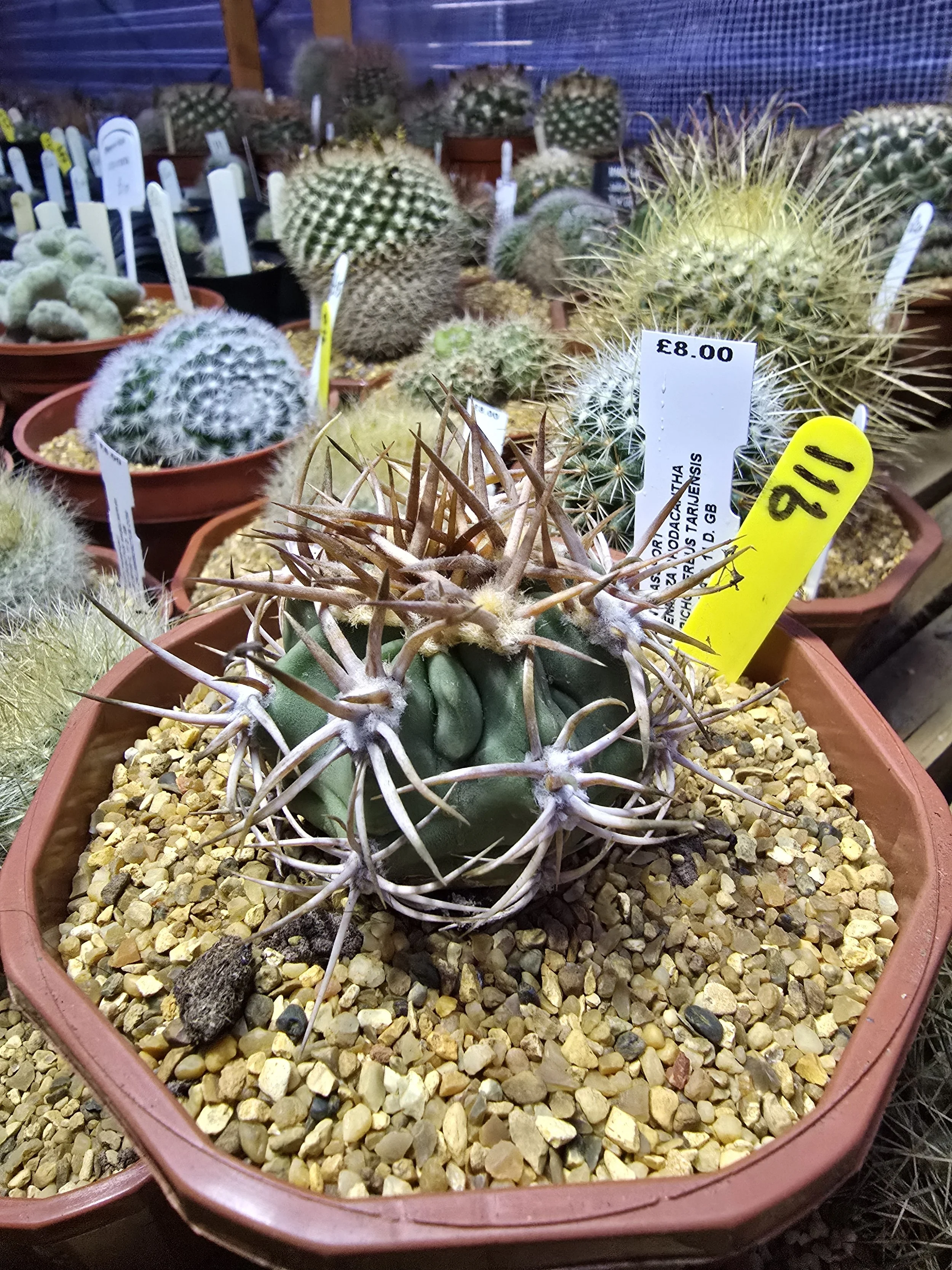 WILLIAMSCACTUS.COM