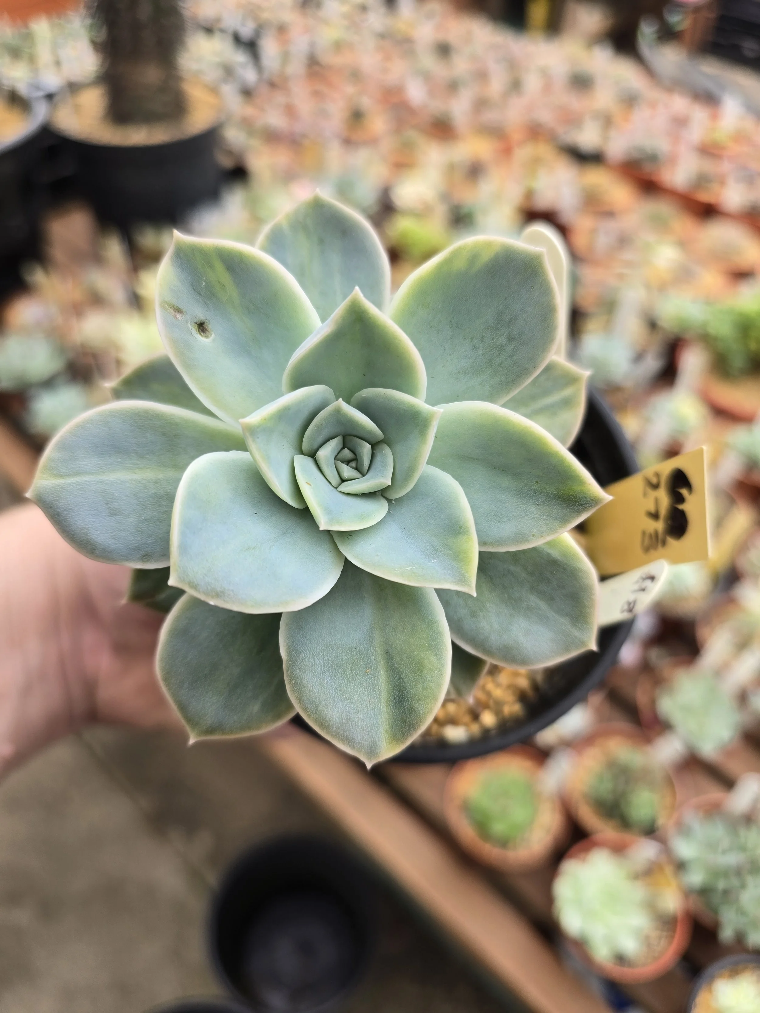 GRAPTOVERIA HARRY WATSON VARIEGATED