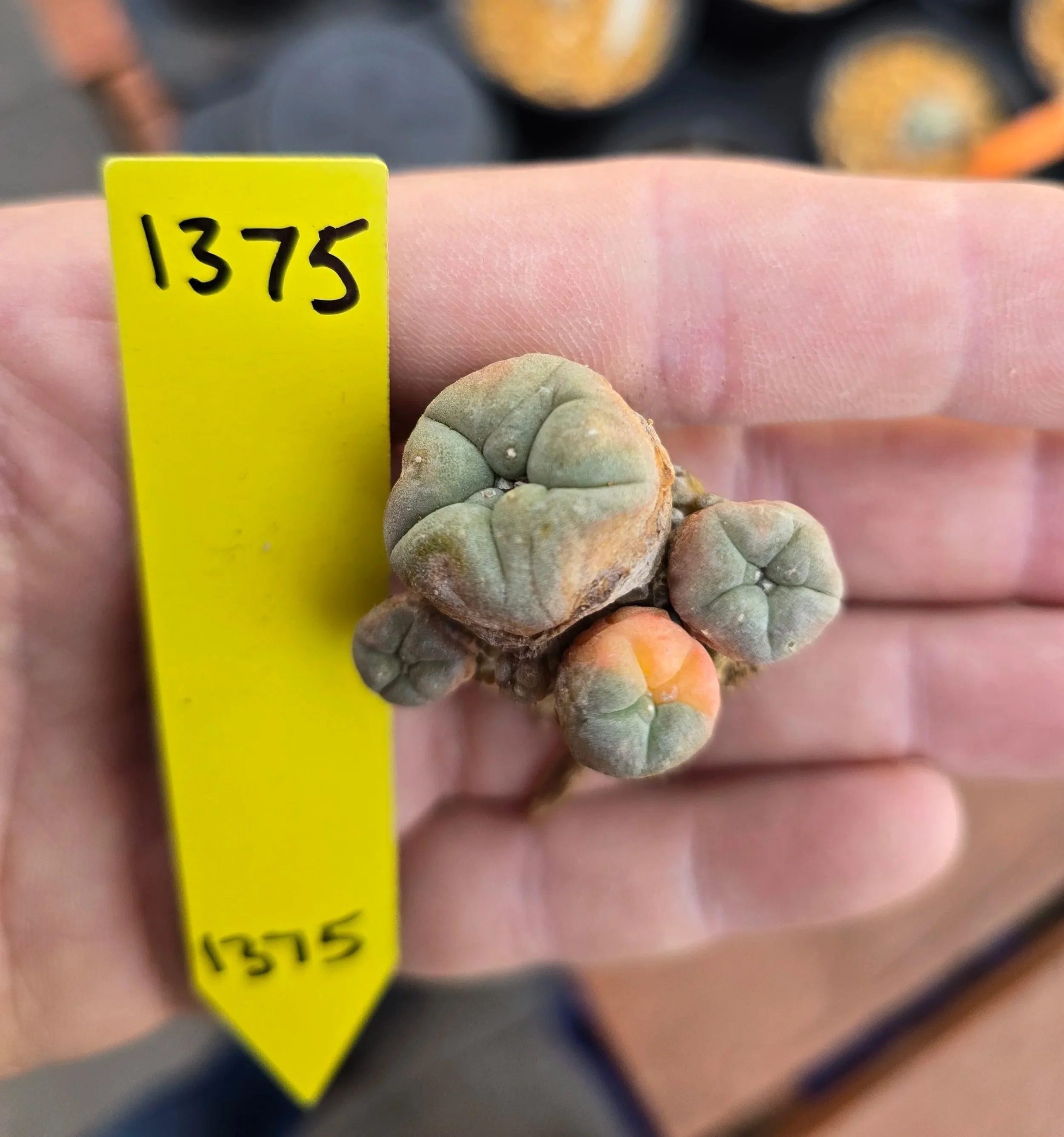 Lophophora williamsii Variegated