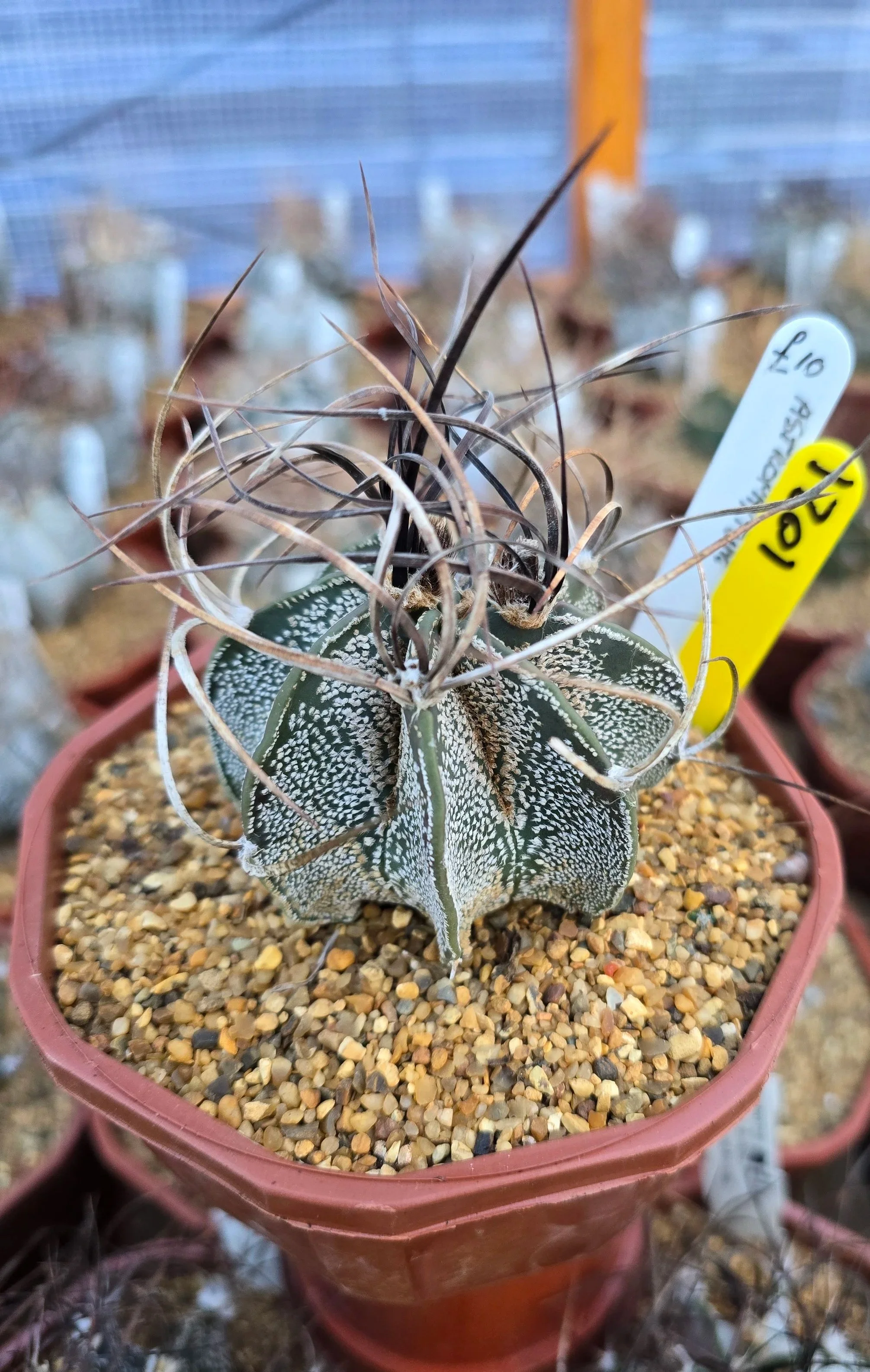 1021+ASTROPHYTUM.jpg