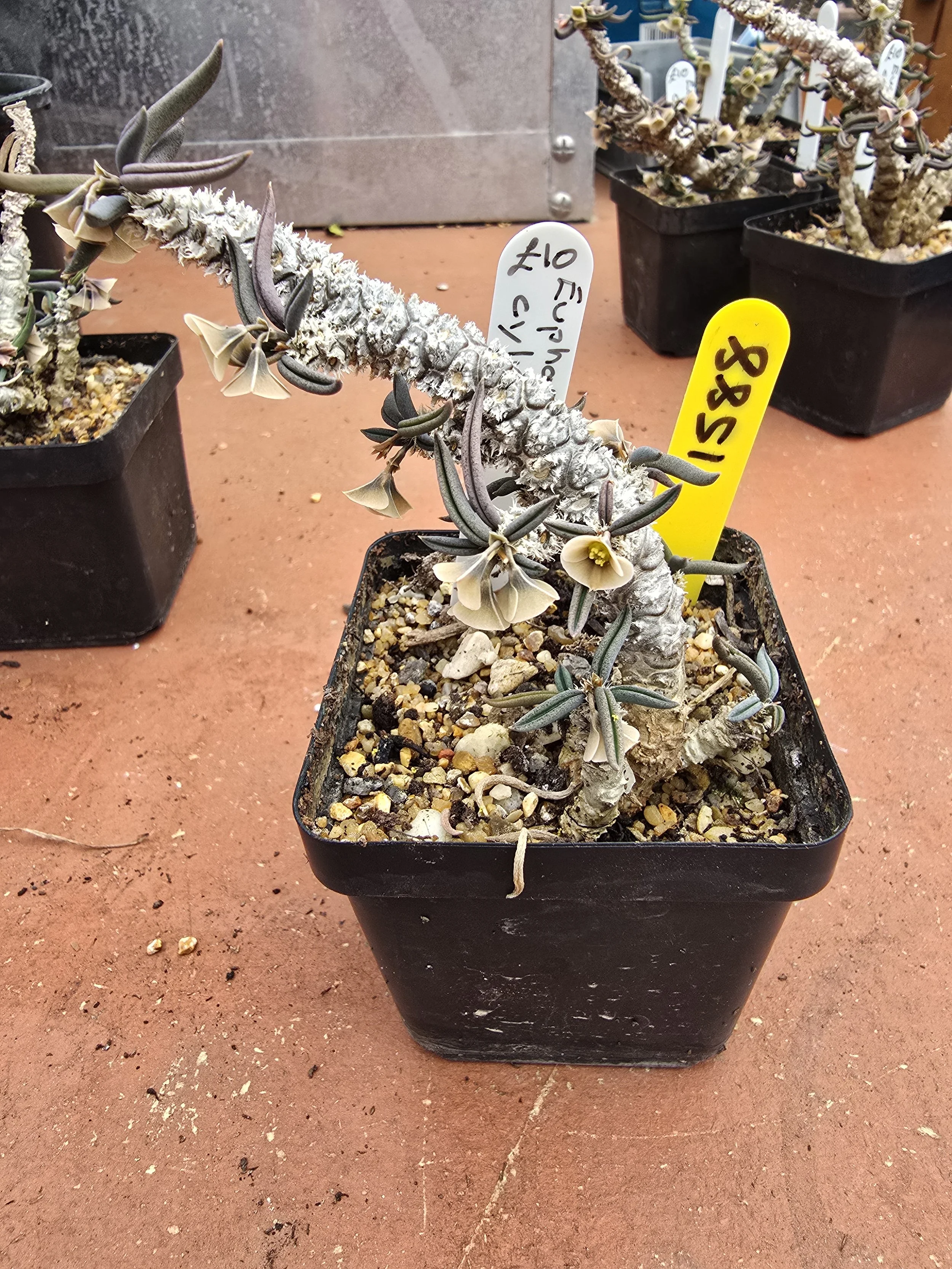 EUPHORBIA CYLINDRICA