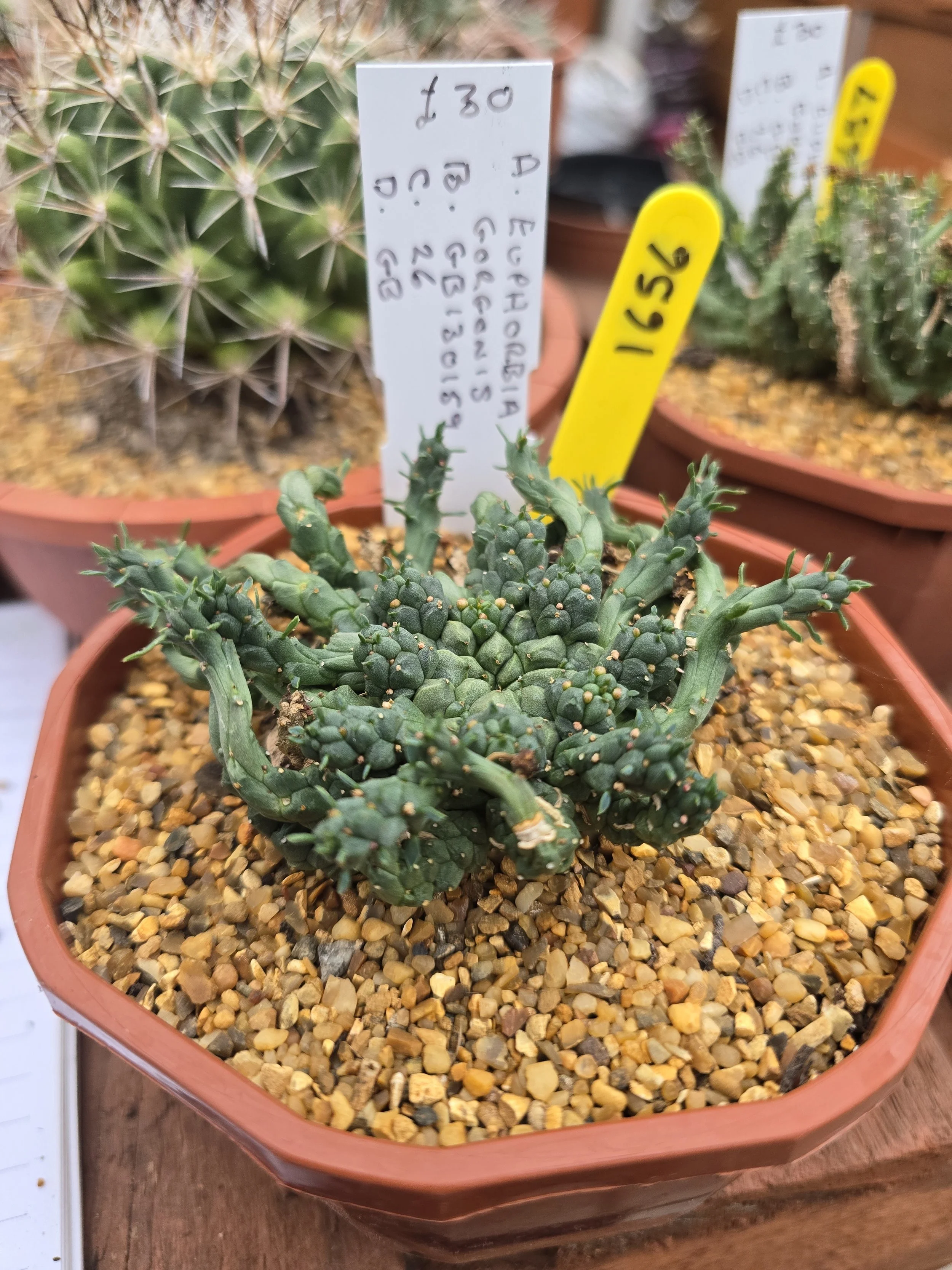 EUPHORBIA GORGONIS