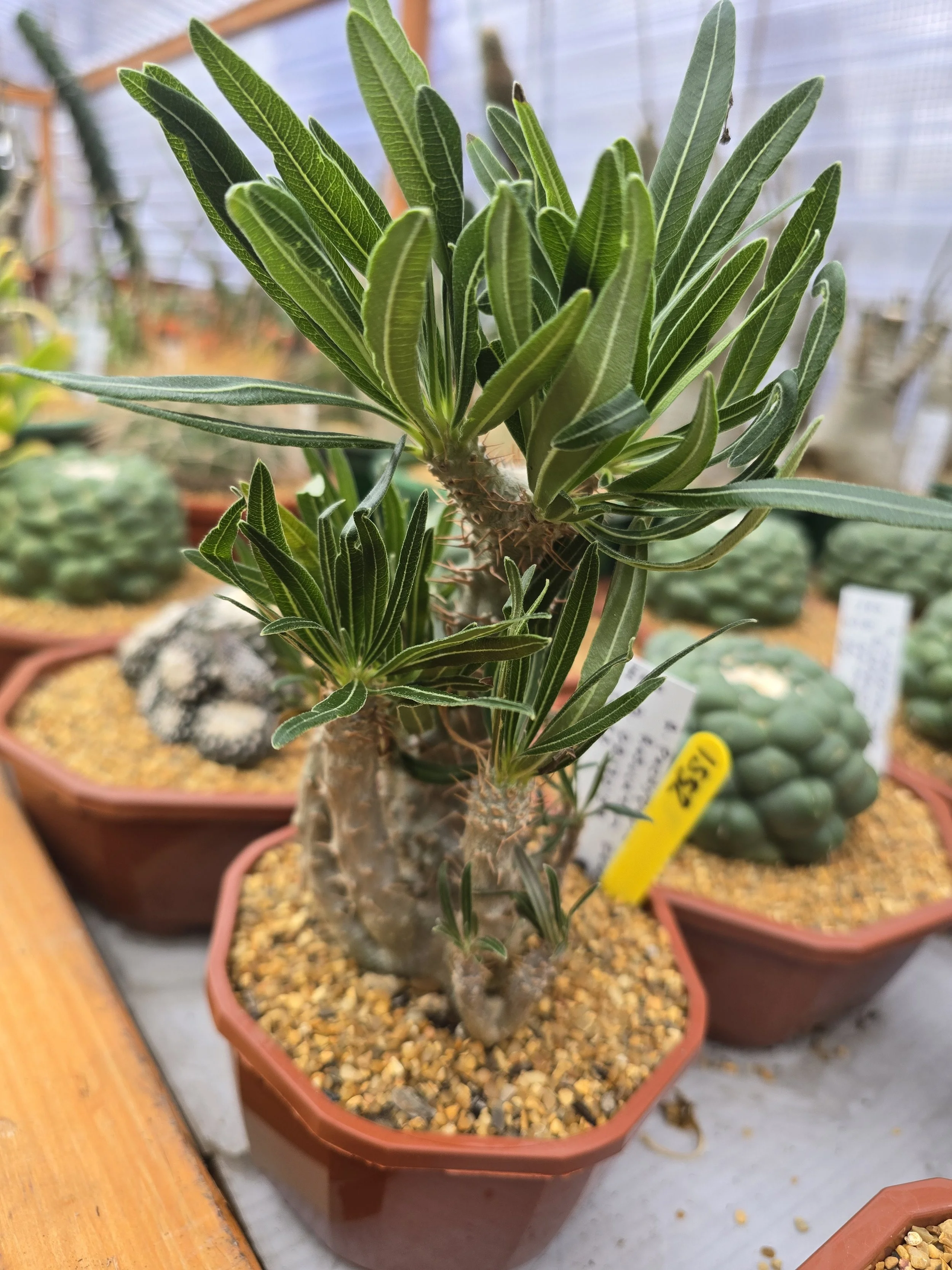 Pachypodium rosulatum gracilius