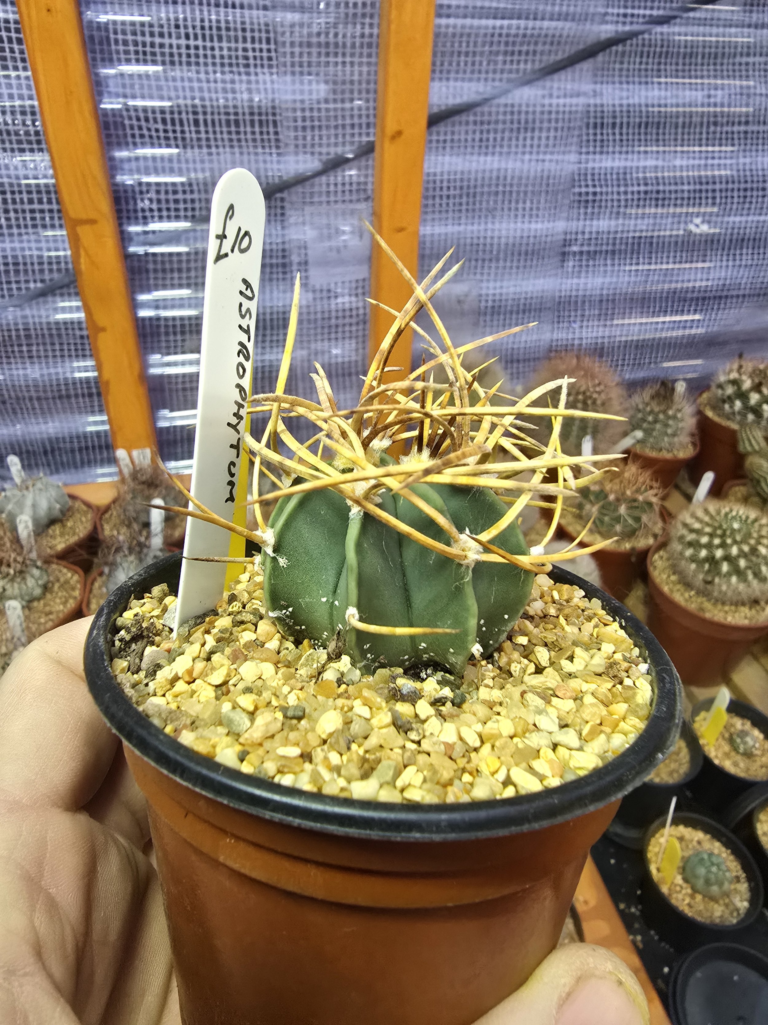 WILLIAMS CACTUS