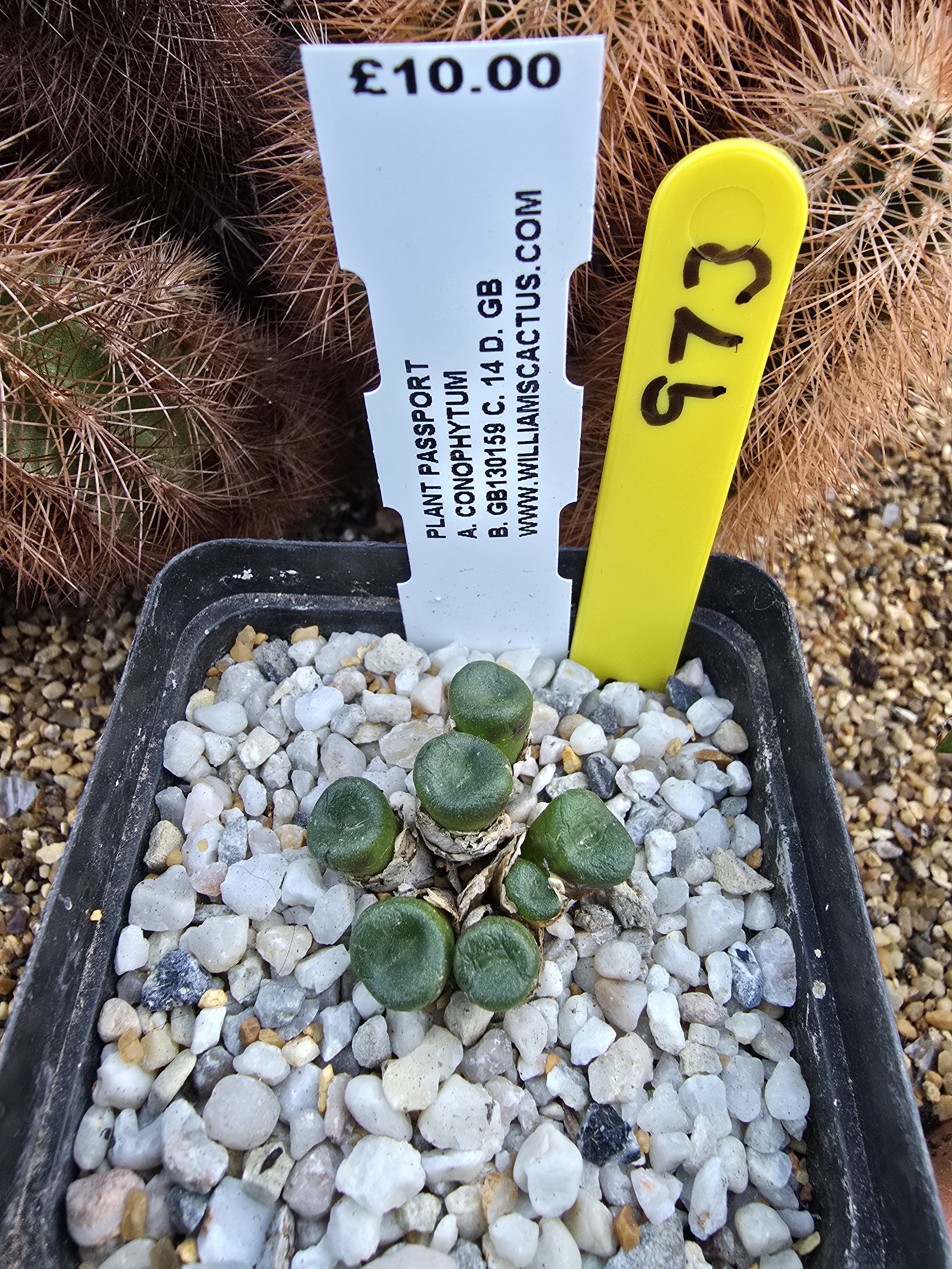 CONOPHYTUM