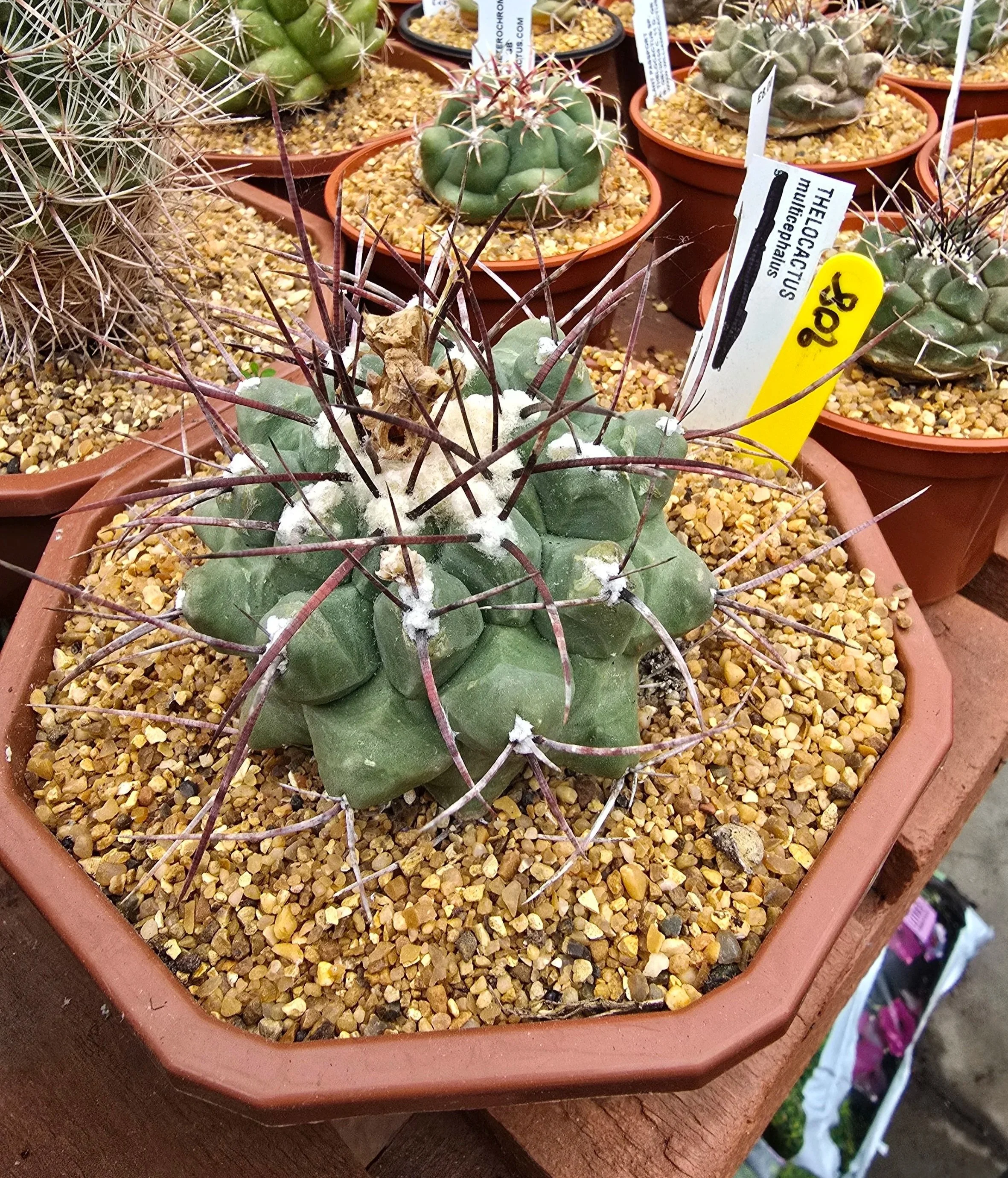 THELOCACTUS MULTICEPHALUS