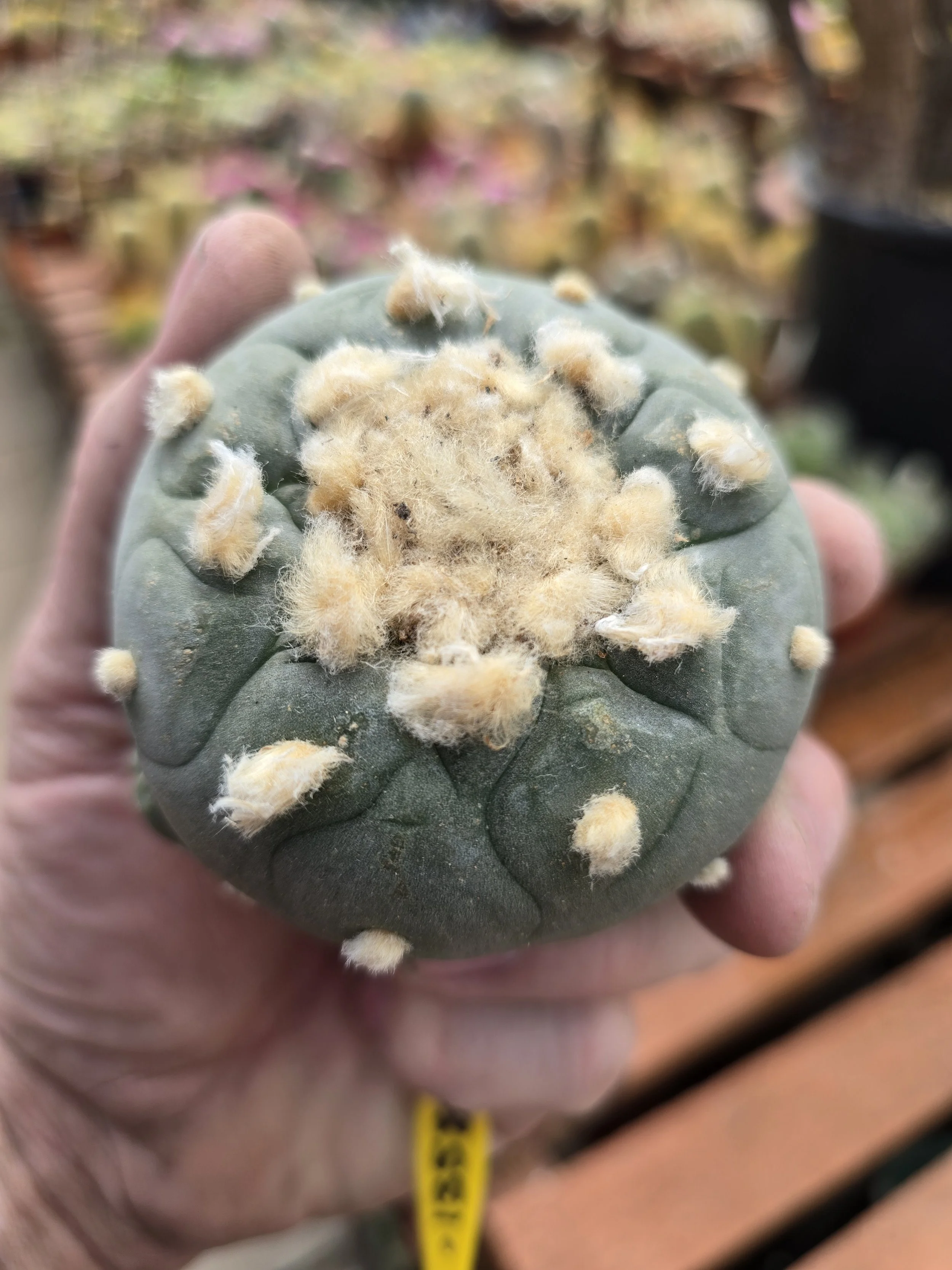 Lophophora williamsii. 1 large head and 3 pups