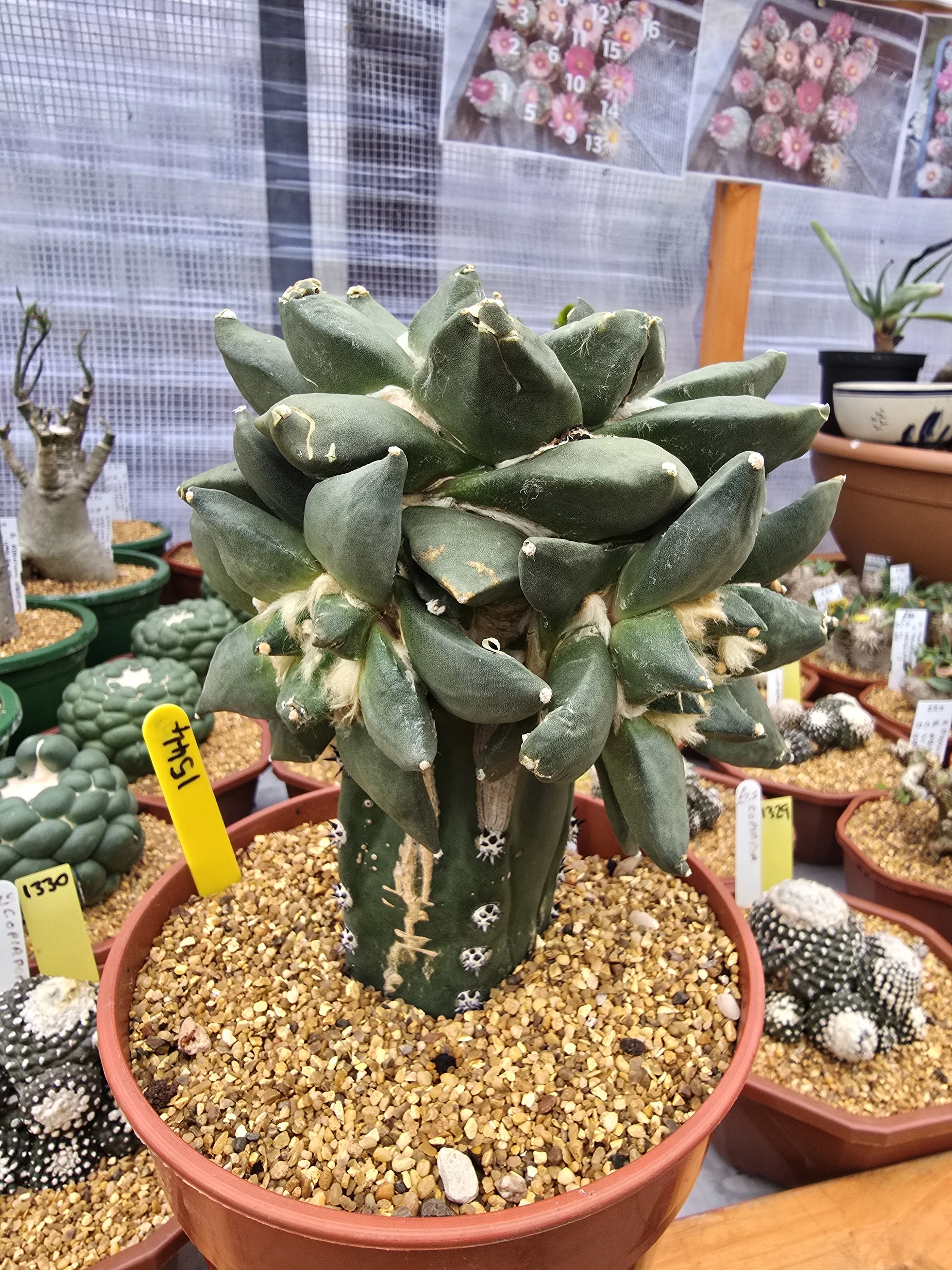 ARIOCARPUS RETUSUS GRAFTED