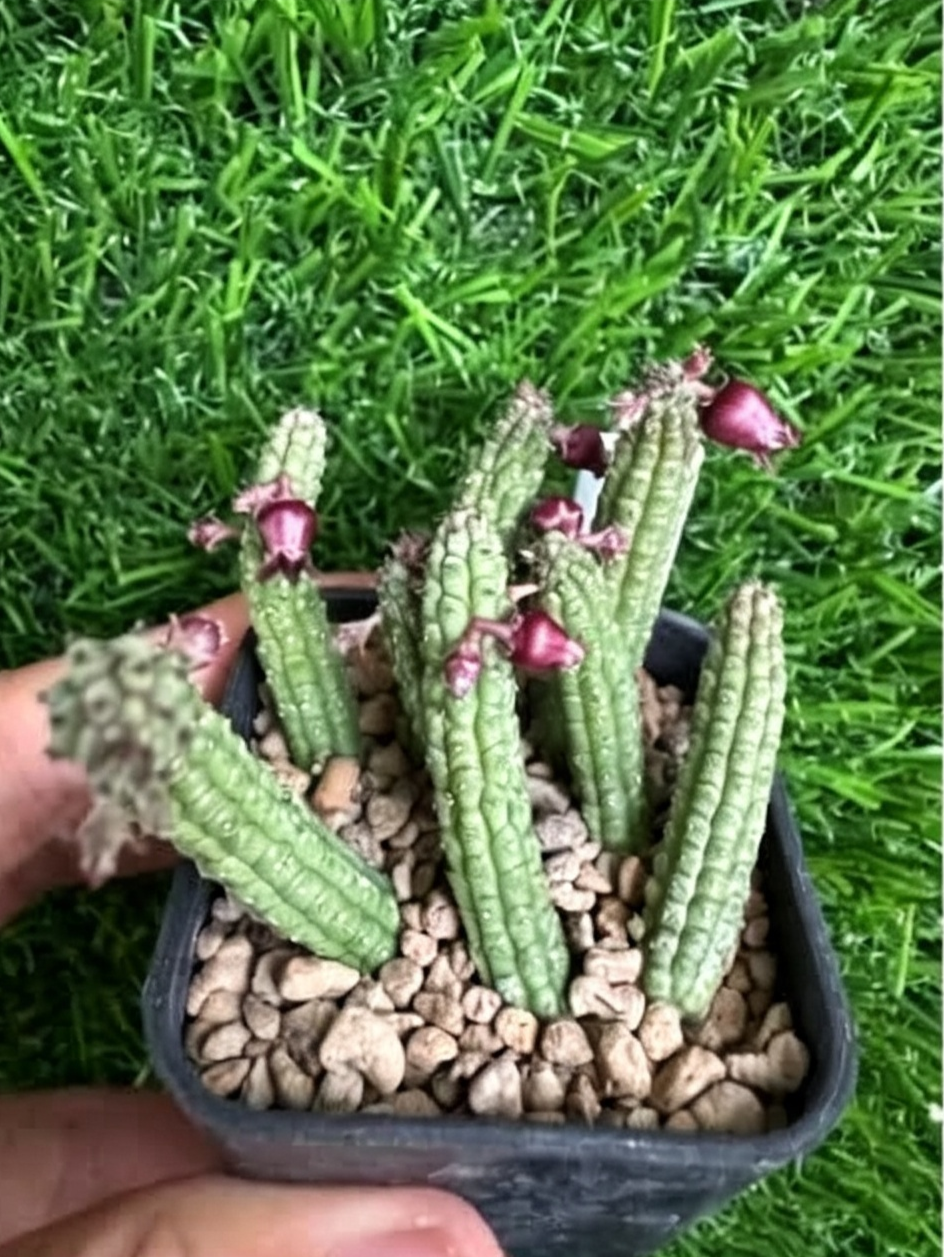 ECHIDNOPSIS+ERICFLORA.png