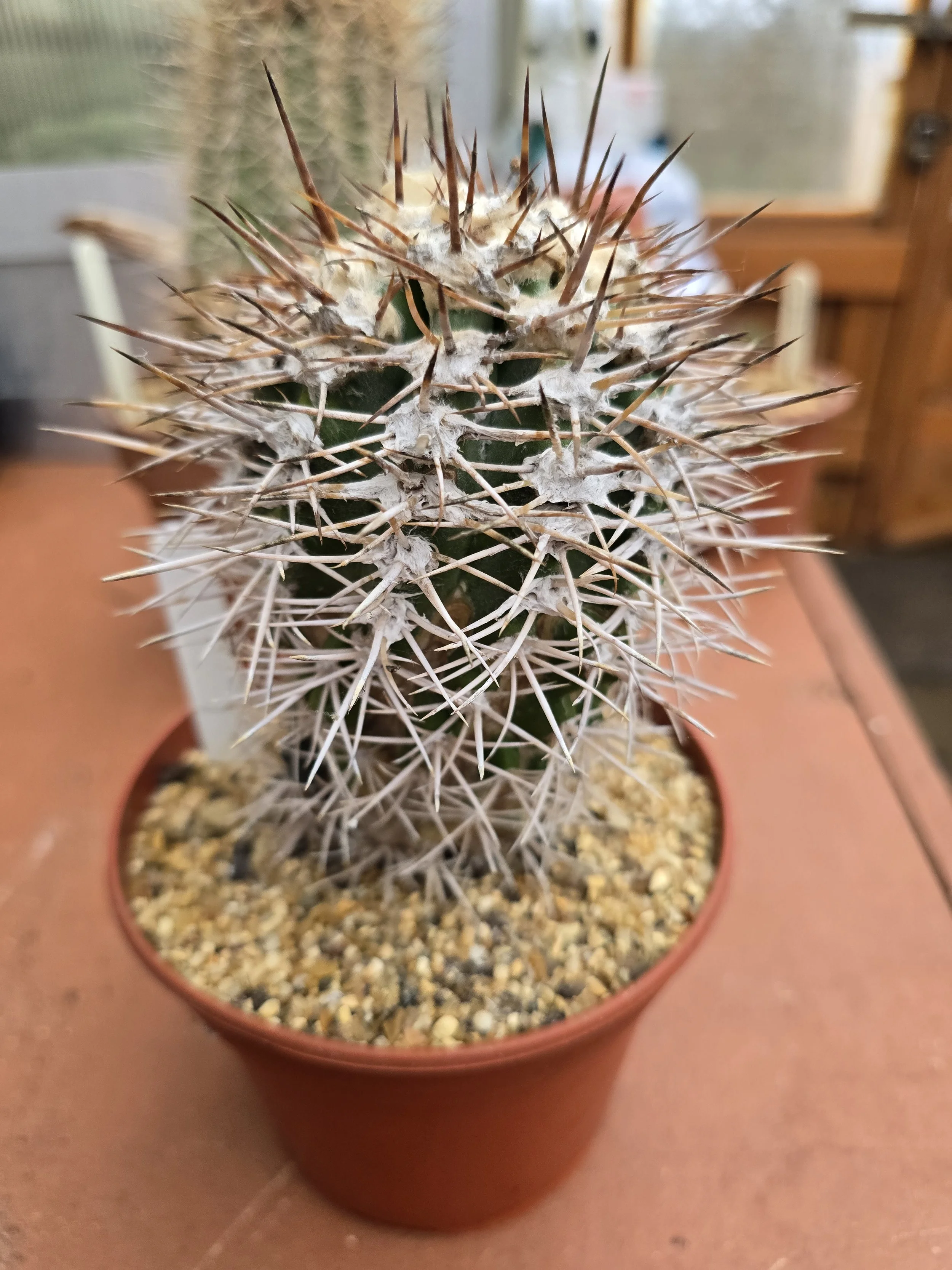 COPIAPOA