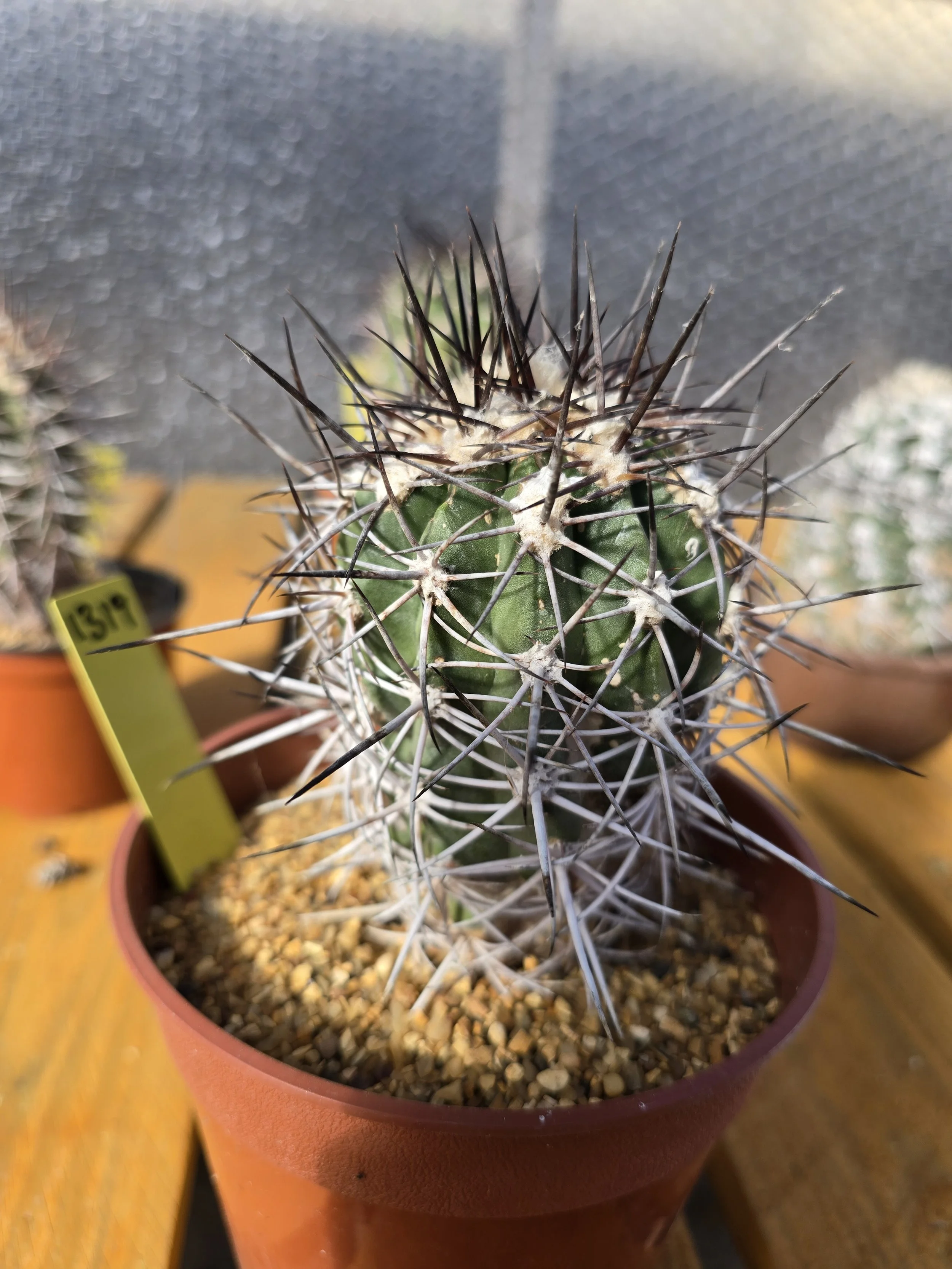 COPIAPOA