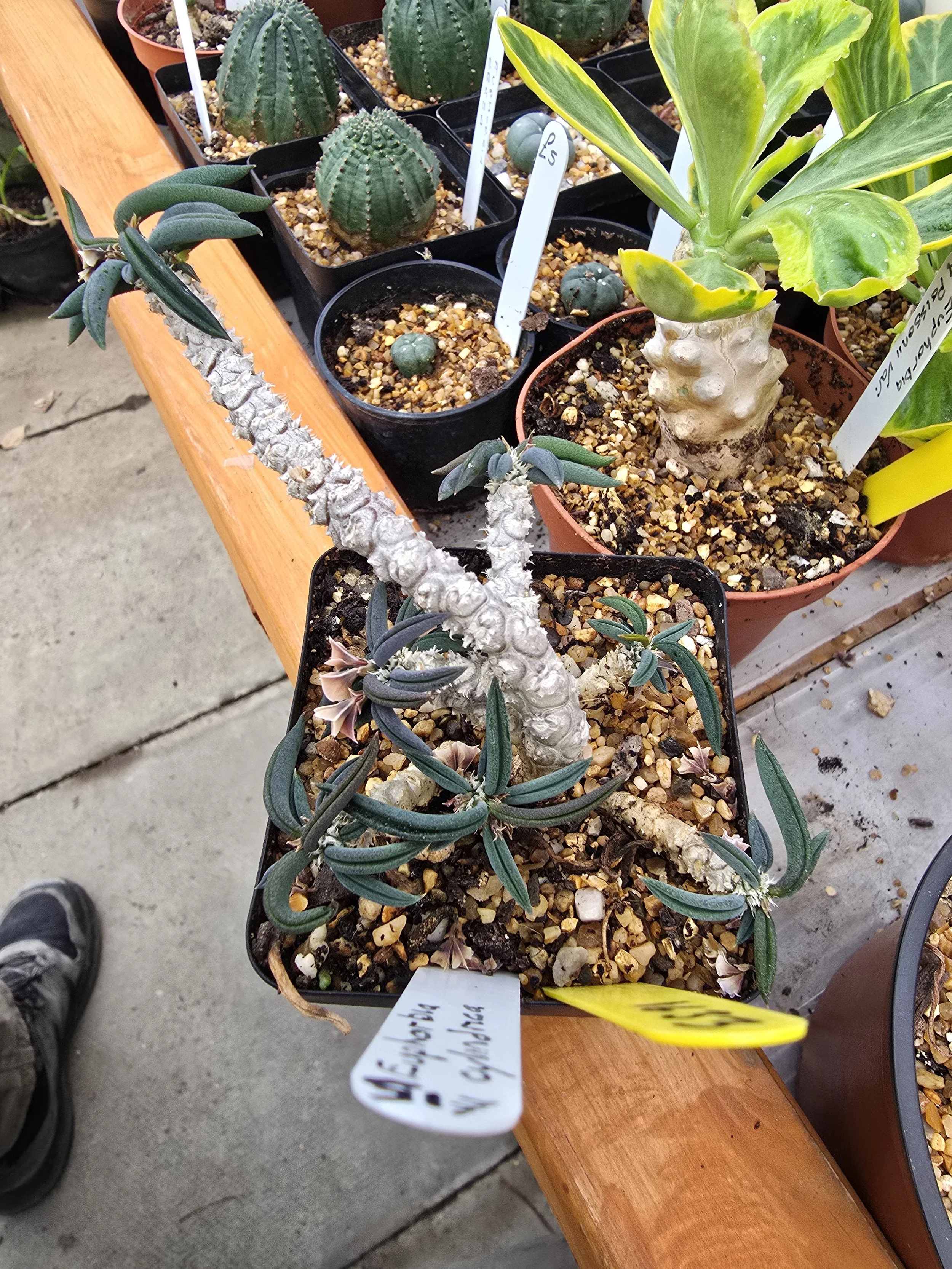 EUPHORBIA CYLINDRICA