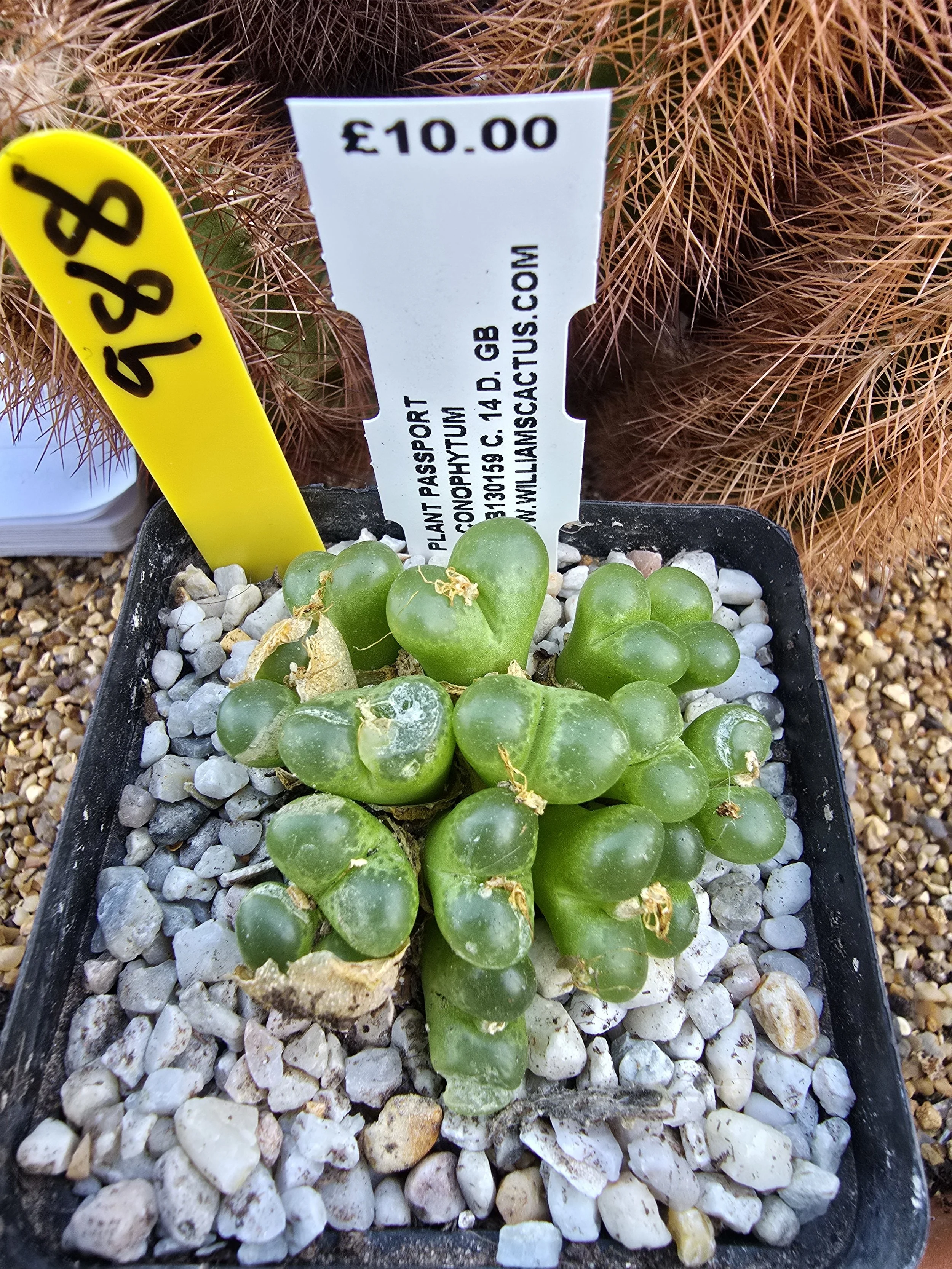 CONOPHYTUM