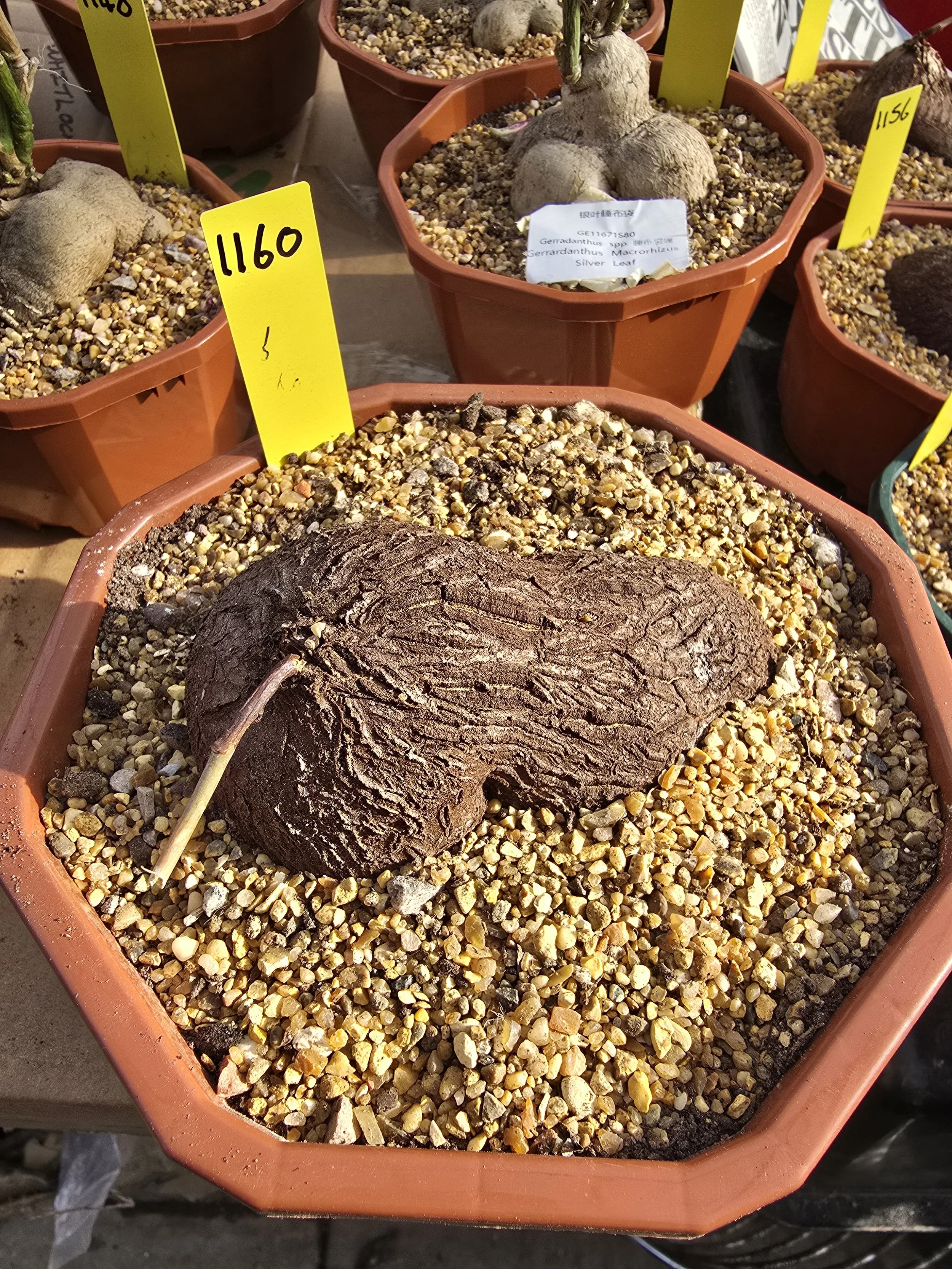 Dioscorea Sylvatica