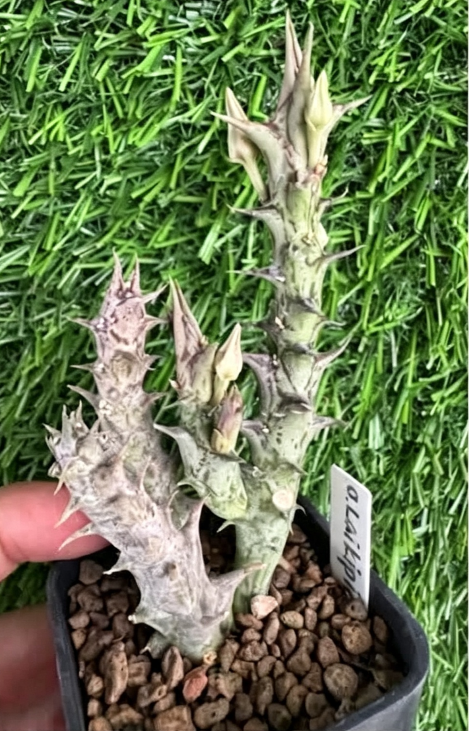 ORBEA+LAIKIPIENSIS.png