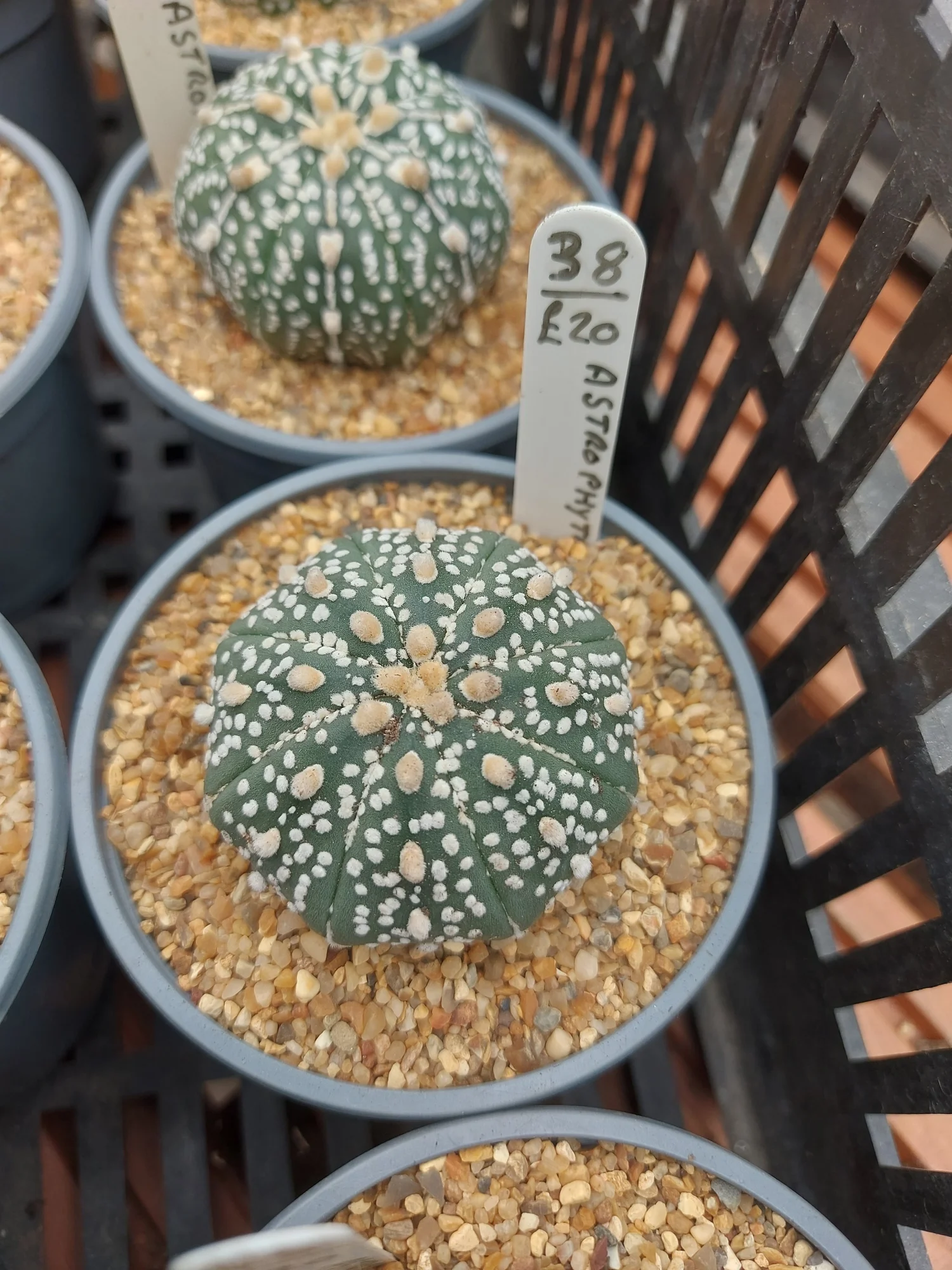 live cactus Live Orchid Cactus 8