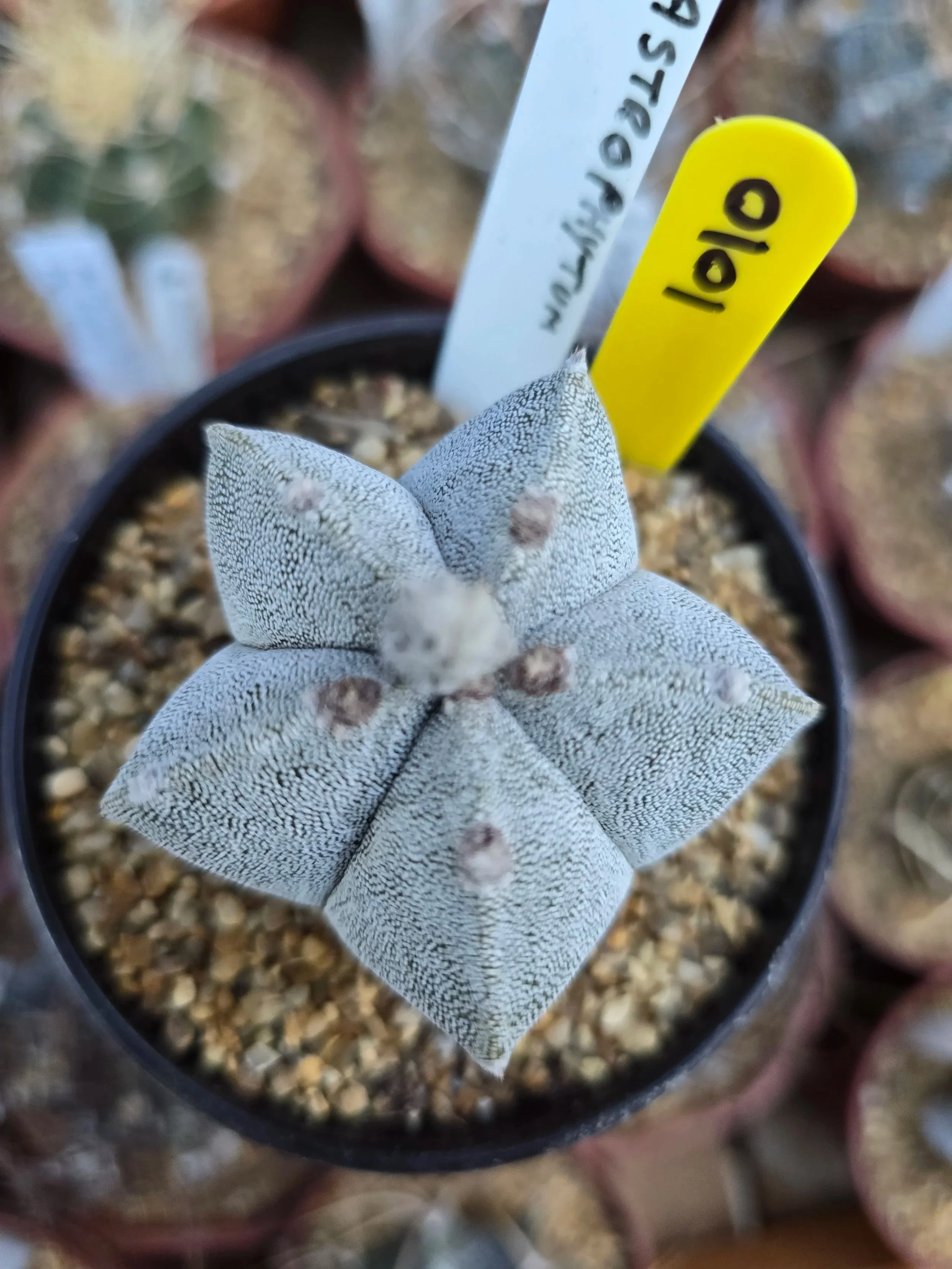 ASTROPHYTUM MYRIOSTIGMA BISHOPS MITRE
