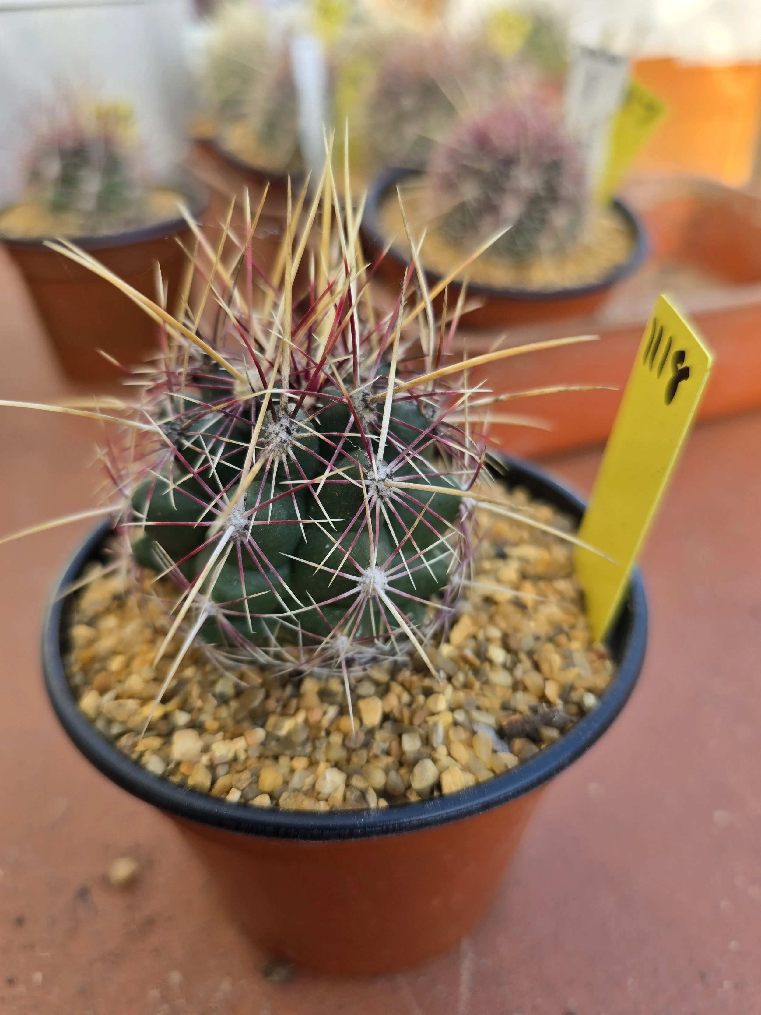 THELOCACTUS BICOLOUR V. TEXENSIS