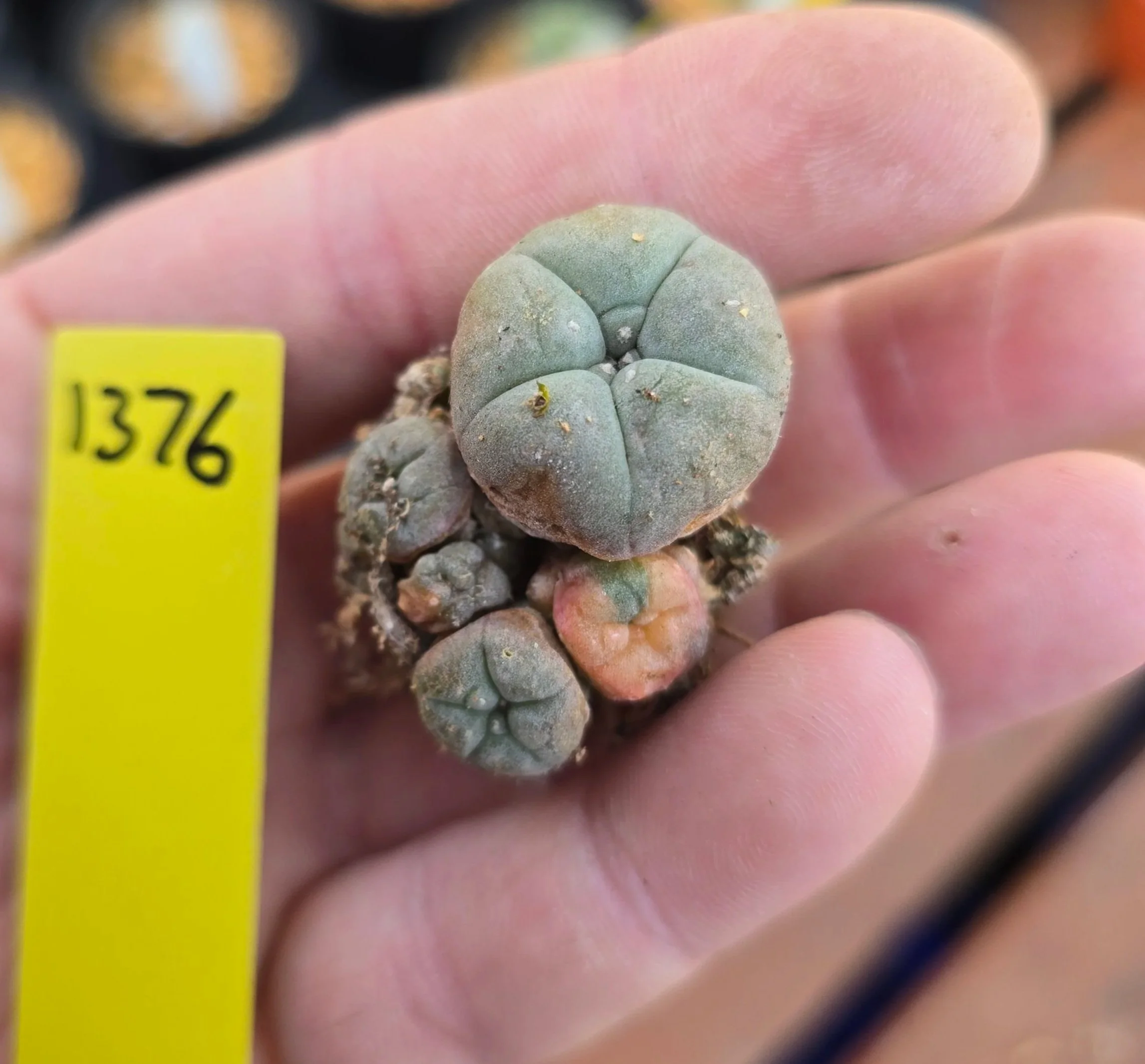 Lophophora williamsii Variegated