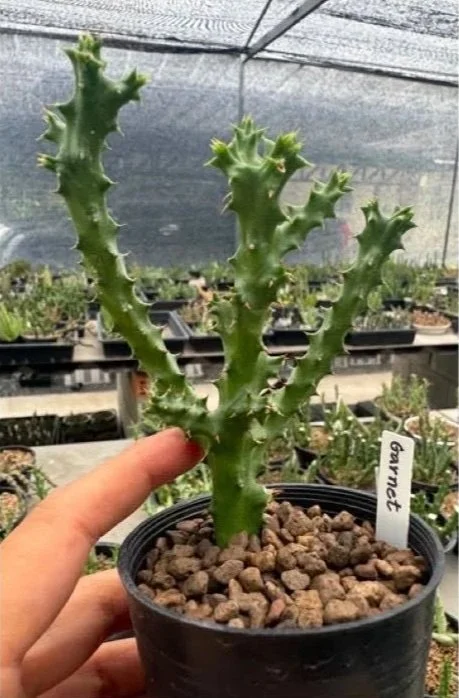 EDITHCOLEA+GRANDIS+WILLIAMS CACTUS