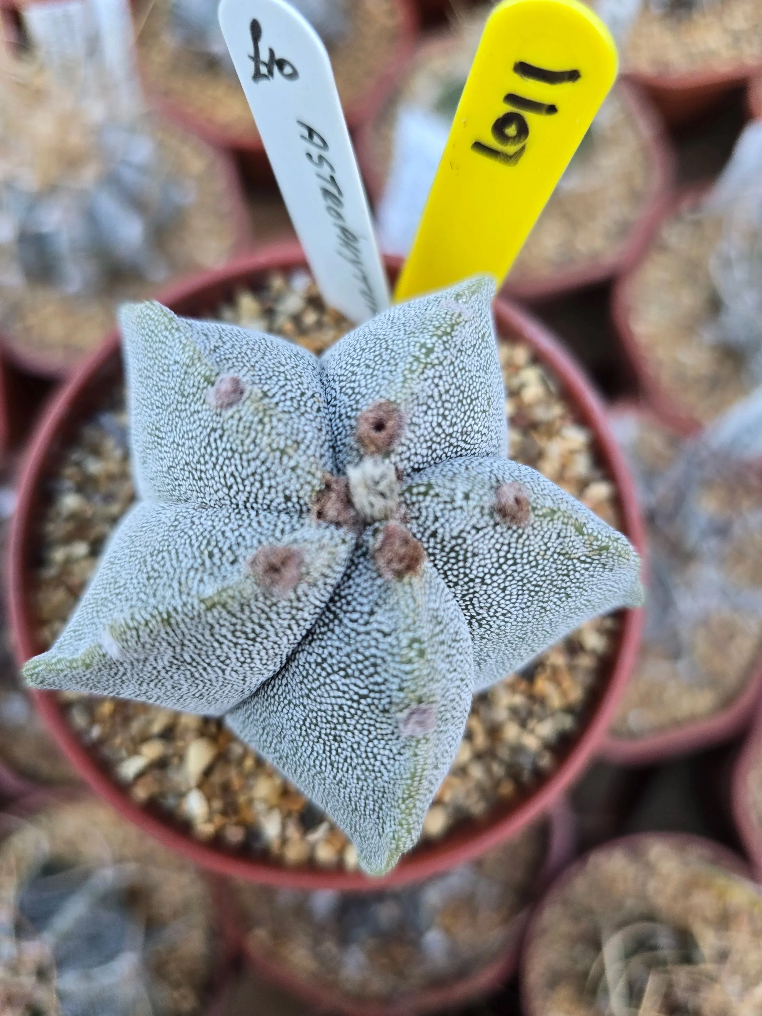 ASTROPHYTUM MYRIOSTIGMA BISHOPS MITRE