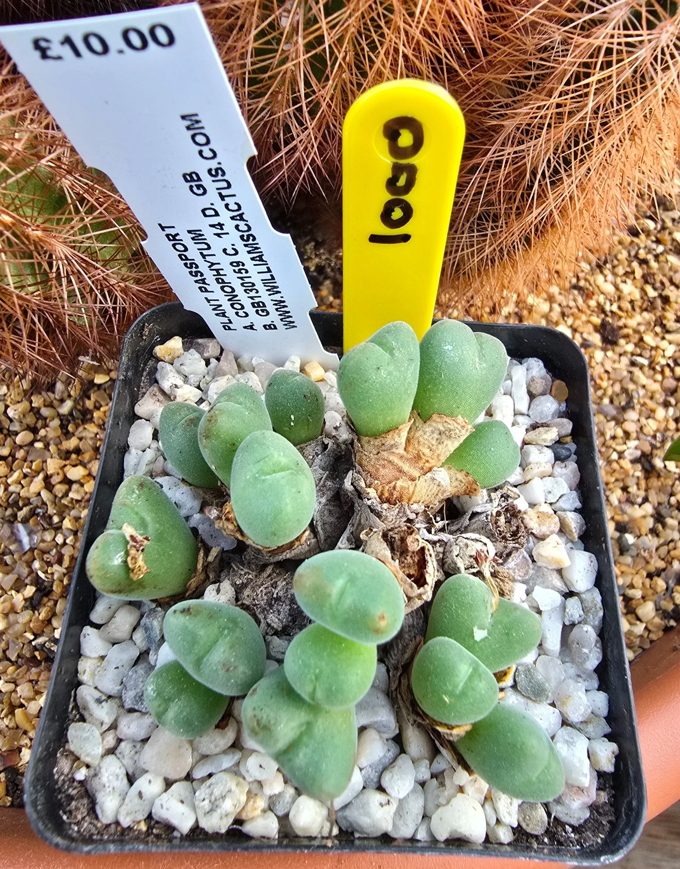 CONOPHYTUM