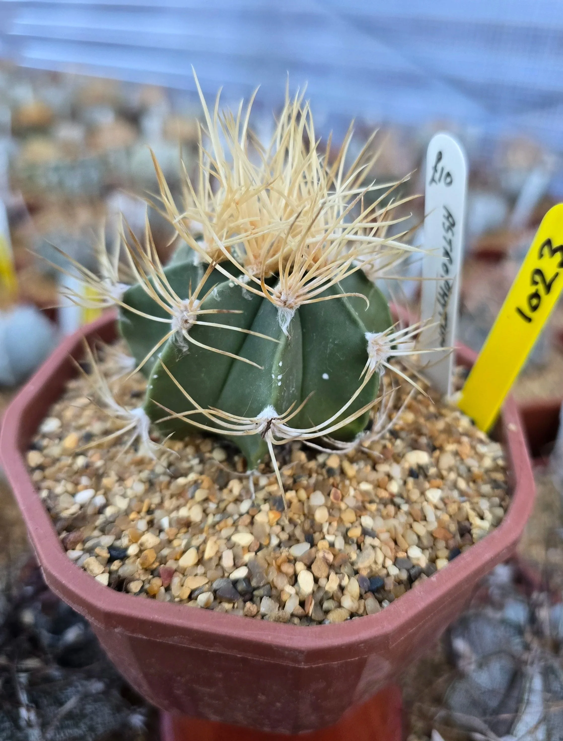 ASTROPHYTUM